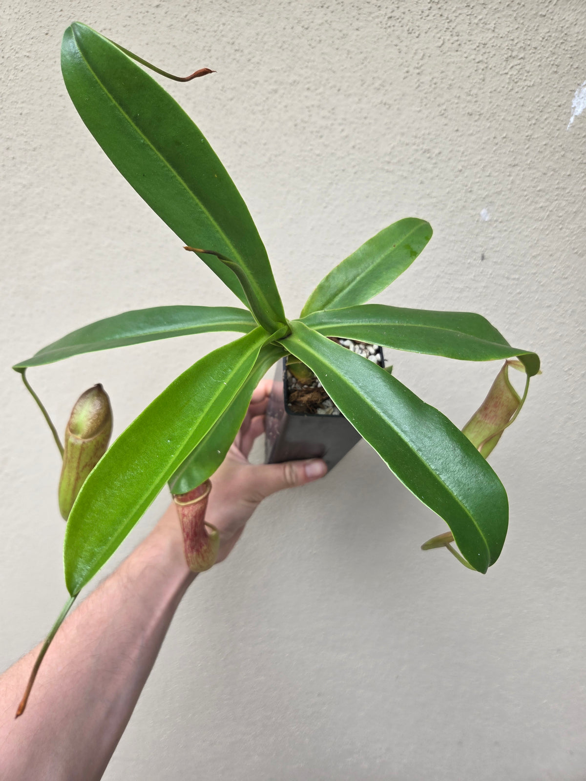 Nepenthes campanulata x ventricosa