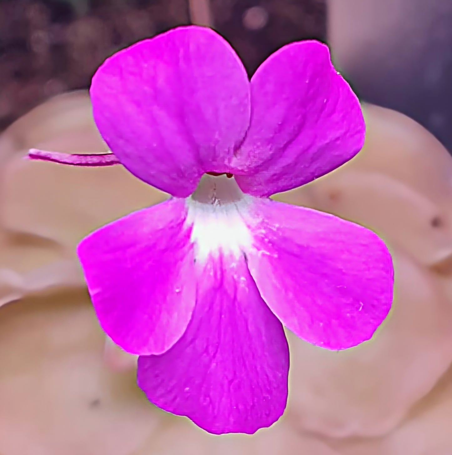 Pinguicula 'Sethos'