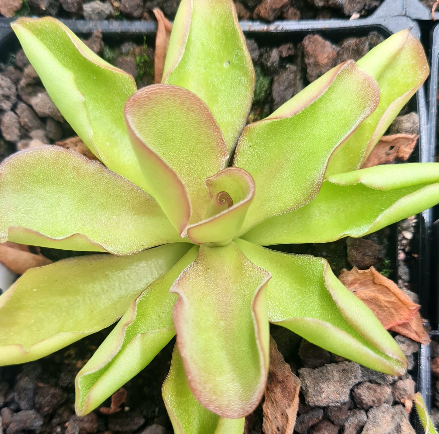 Pinguicula emarginata x gypsicola