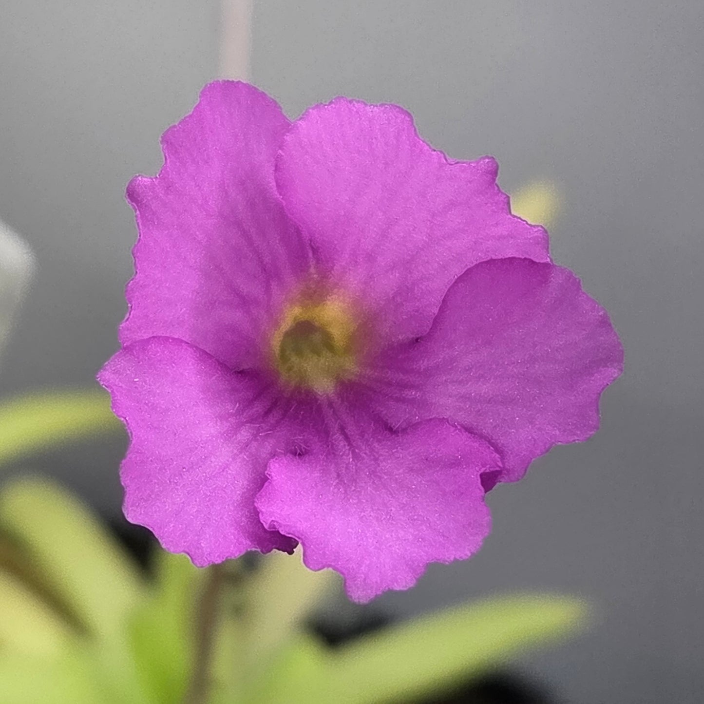 Pinguicula 'Hawkesbury'