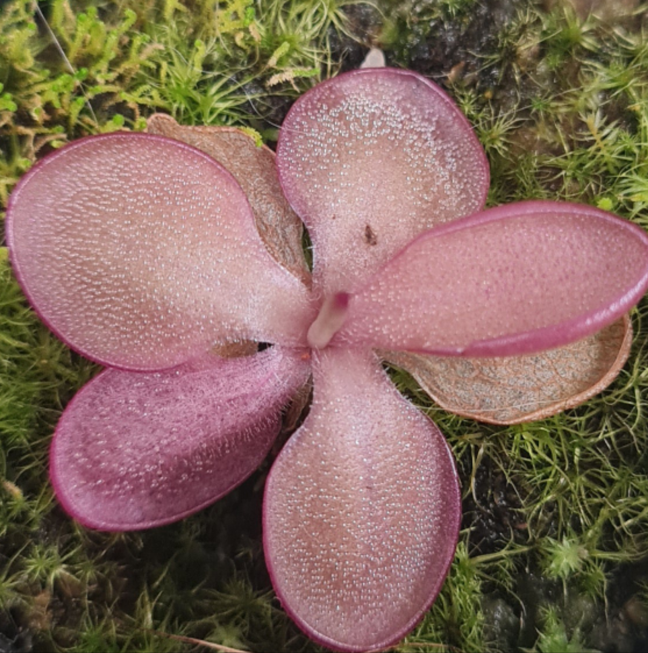 Pinguicula laueana