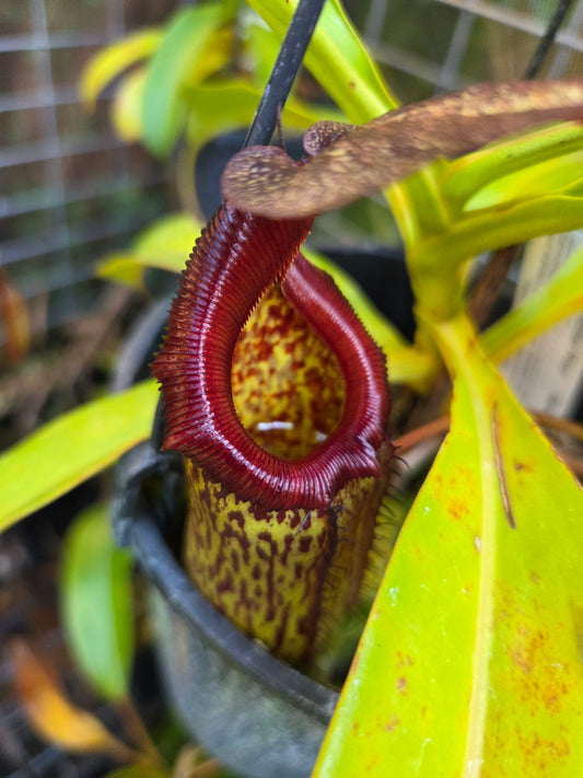 Nepenthes 'Gothica'