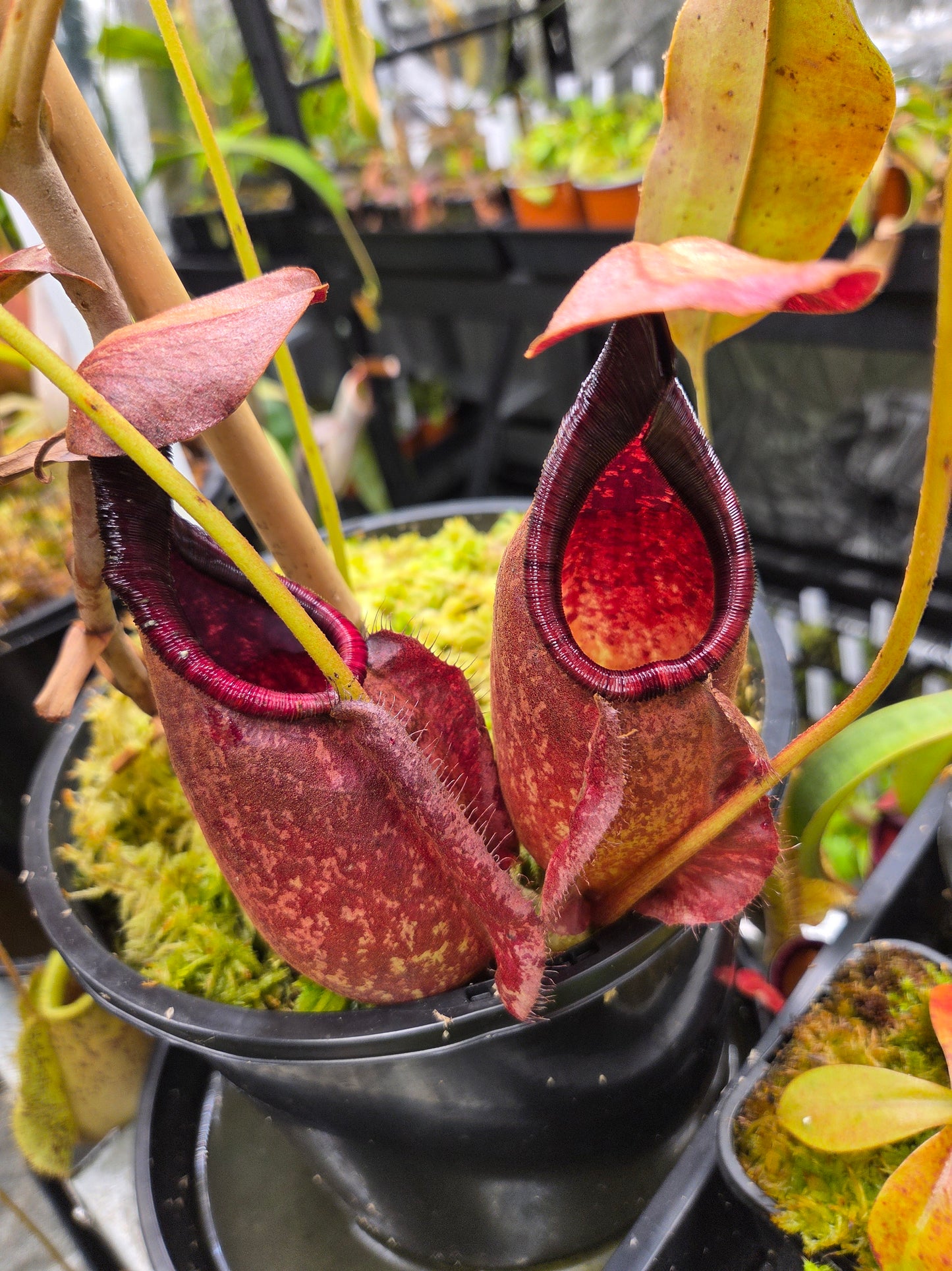 Nepenthes viking x rafflesiana