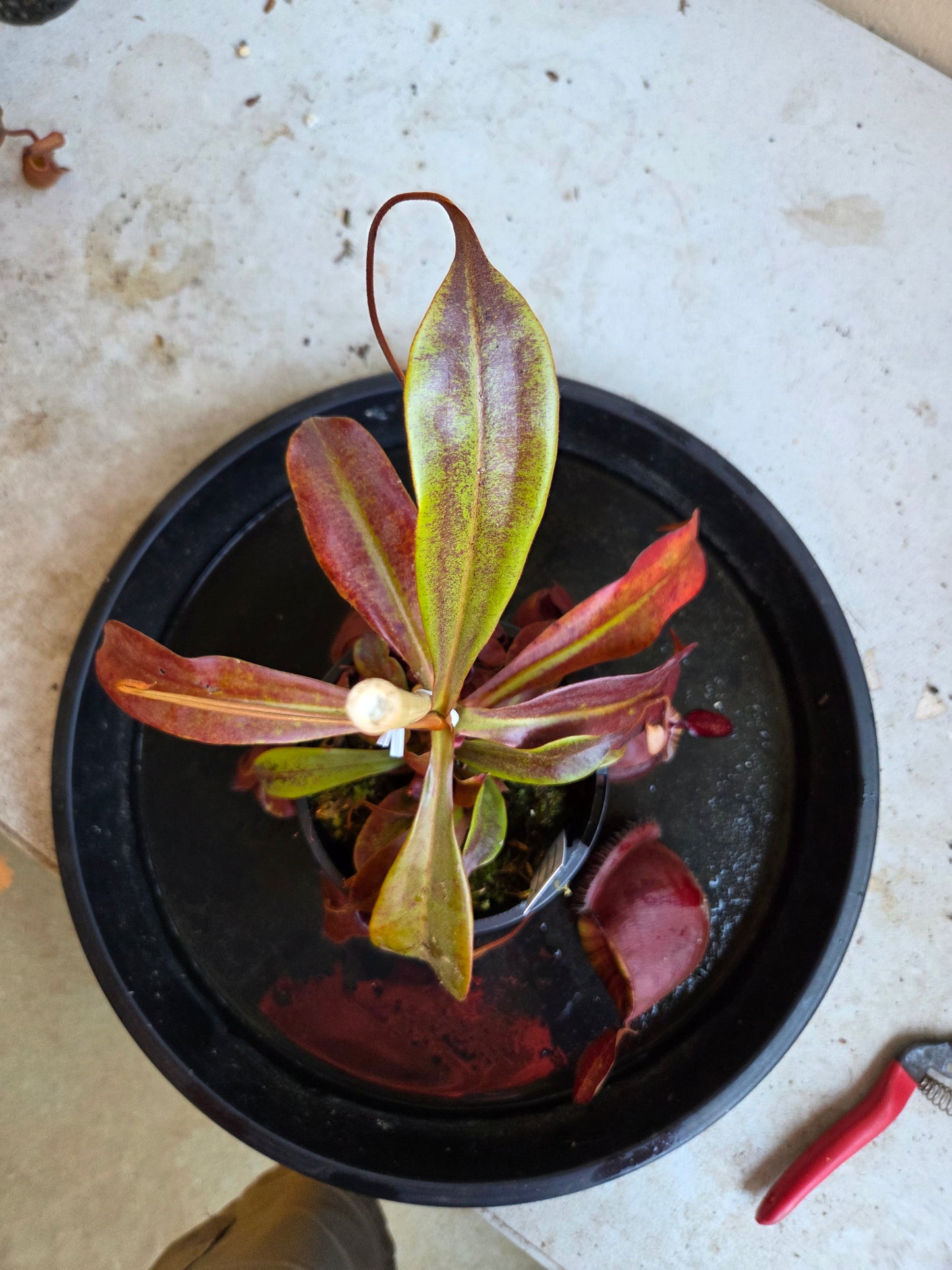 Nepenthes viking x ampullaria 'Black Miracle'