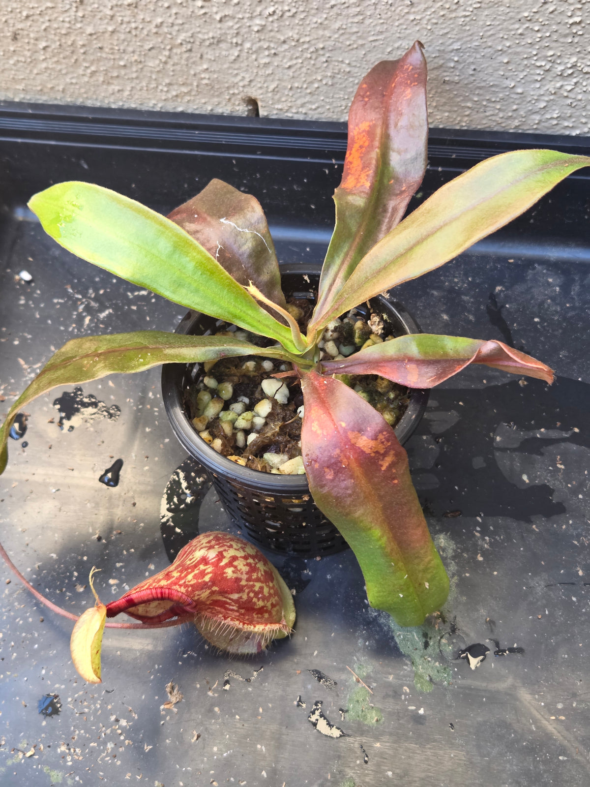 Nepenthes (viking x ampullaria) x 'Hookeriana'