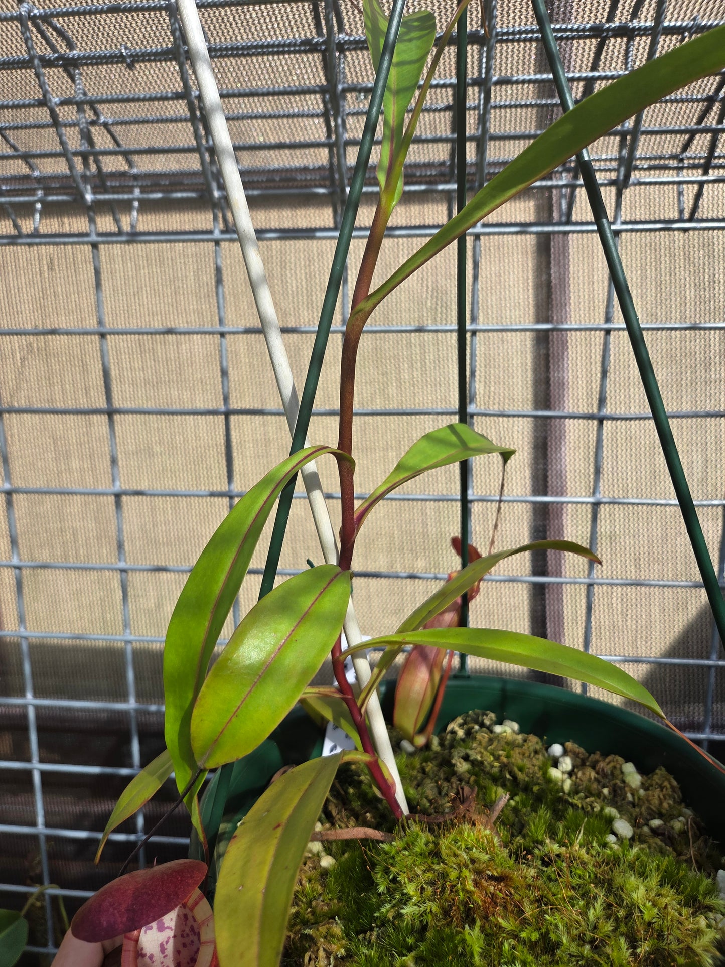 Nepenthes eustachya x bokorensis