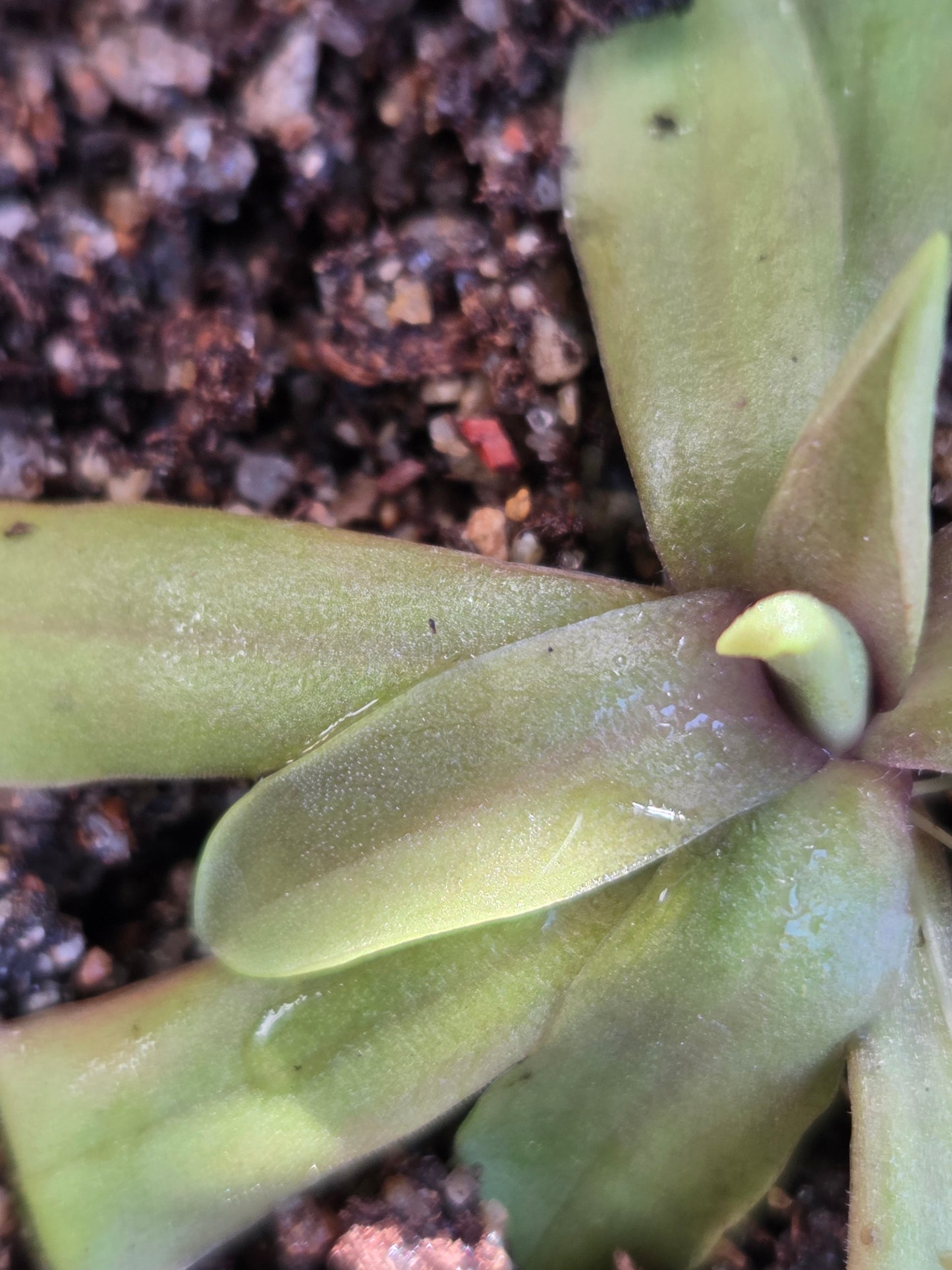 Pinguicula emarginata x moctezumae (Small)