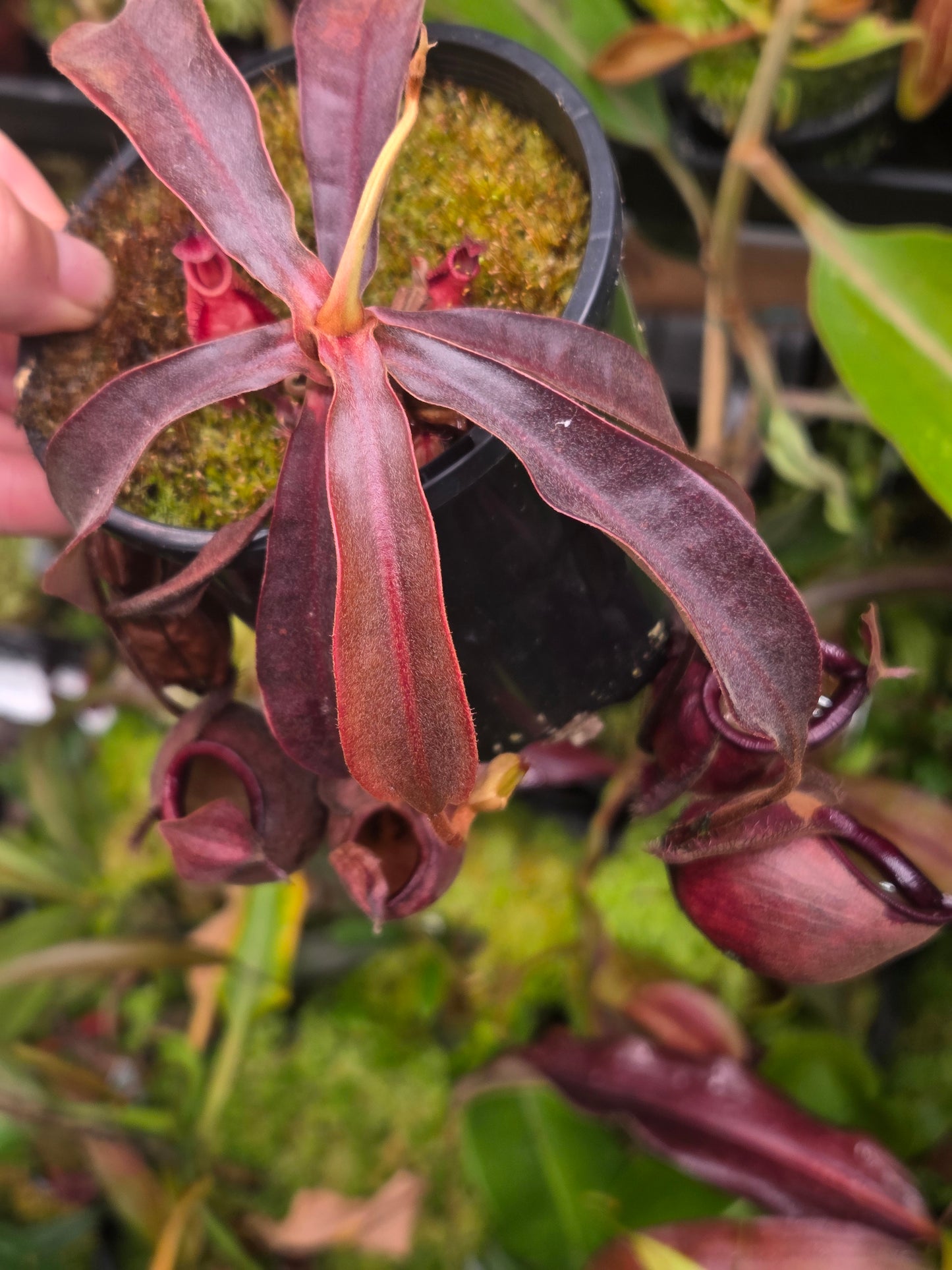 Nepenthes viking x ampullaria 'Black Miracle' - Medium