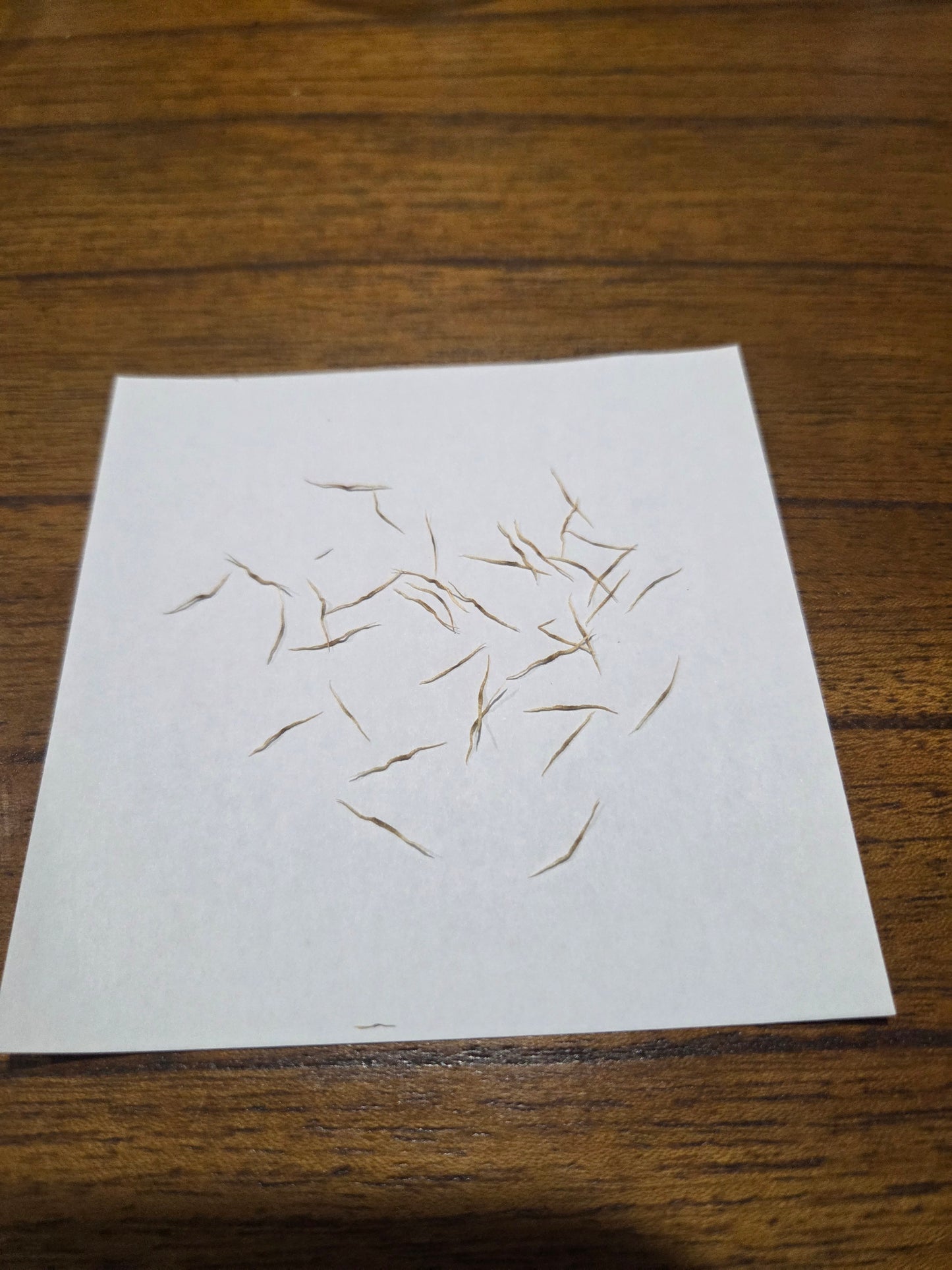 Nepenthes (bicalcarata x mira) x zakriana