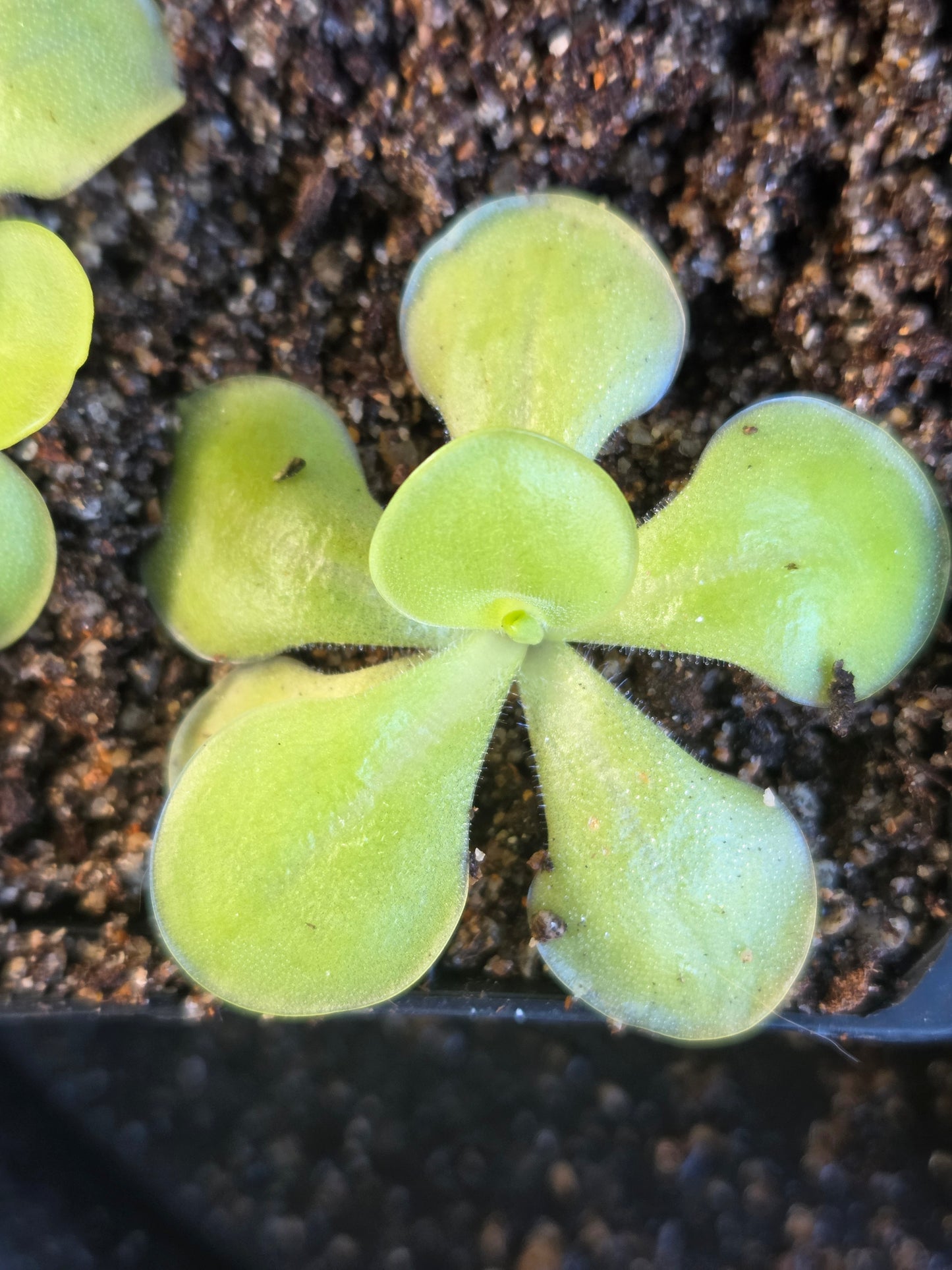 Pinguicula moranensis (Small)