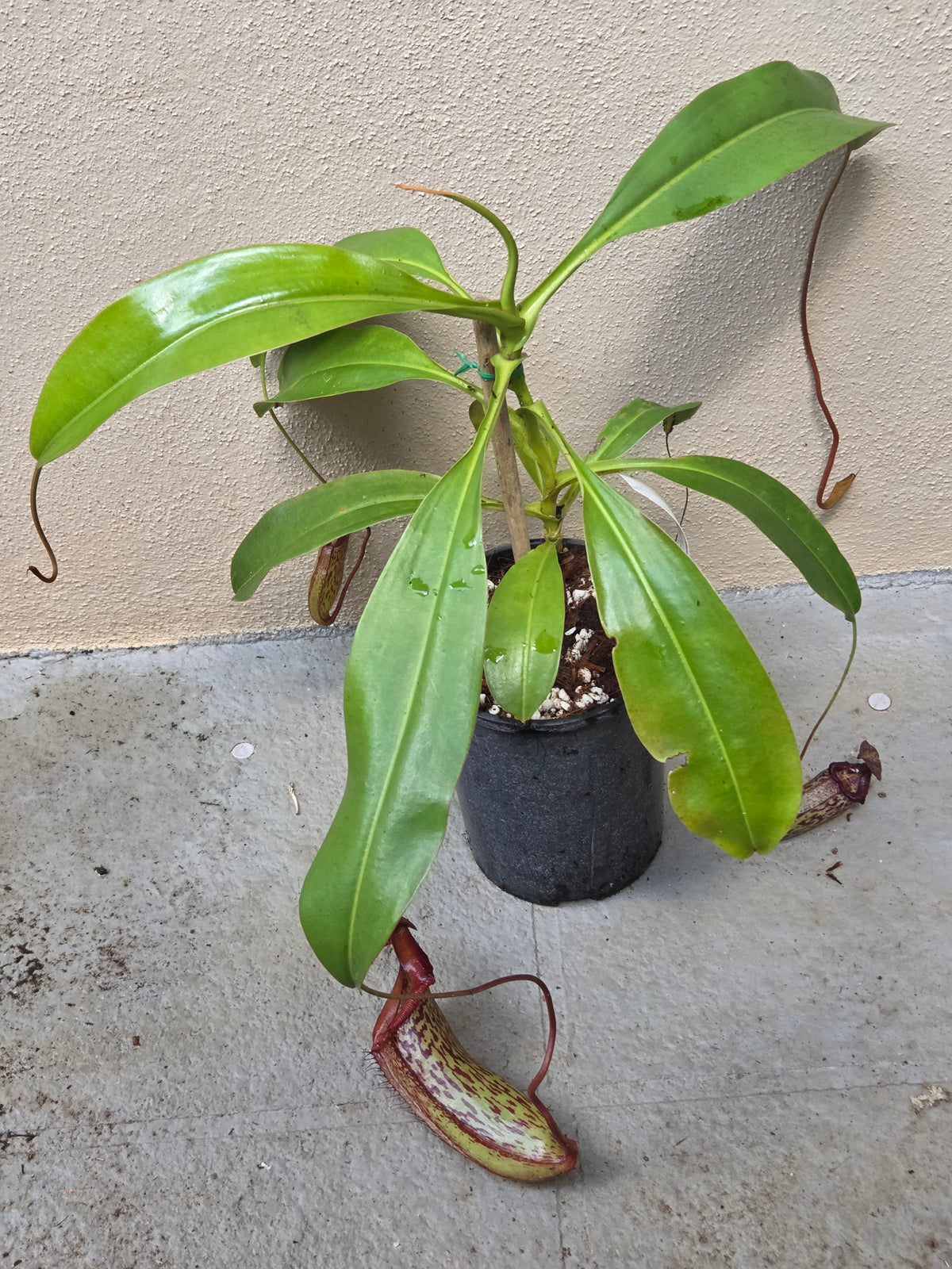 Nepenthes 'Gothica'