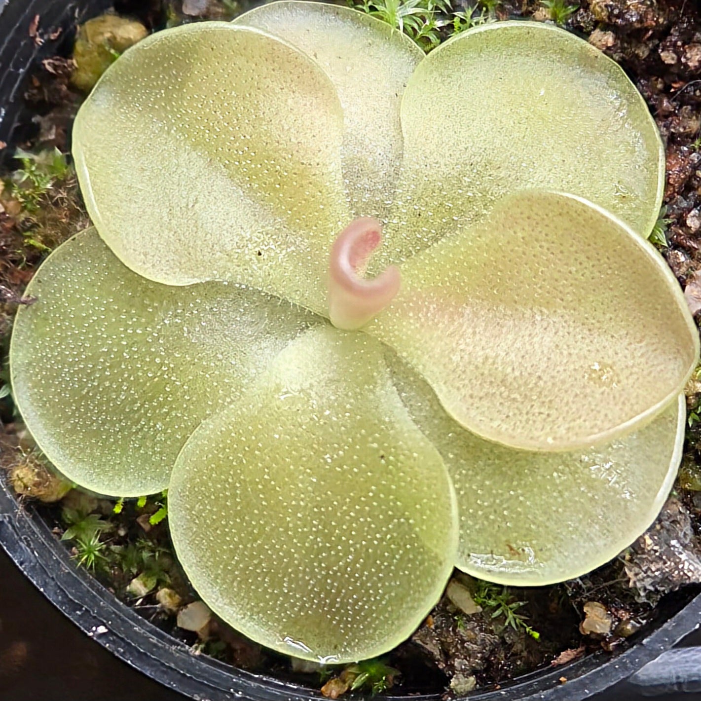 Pinguicula 'Sethos'