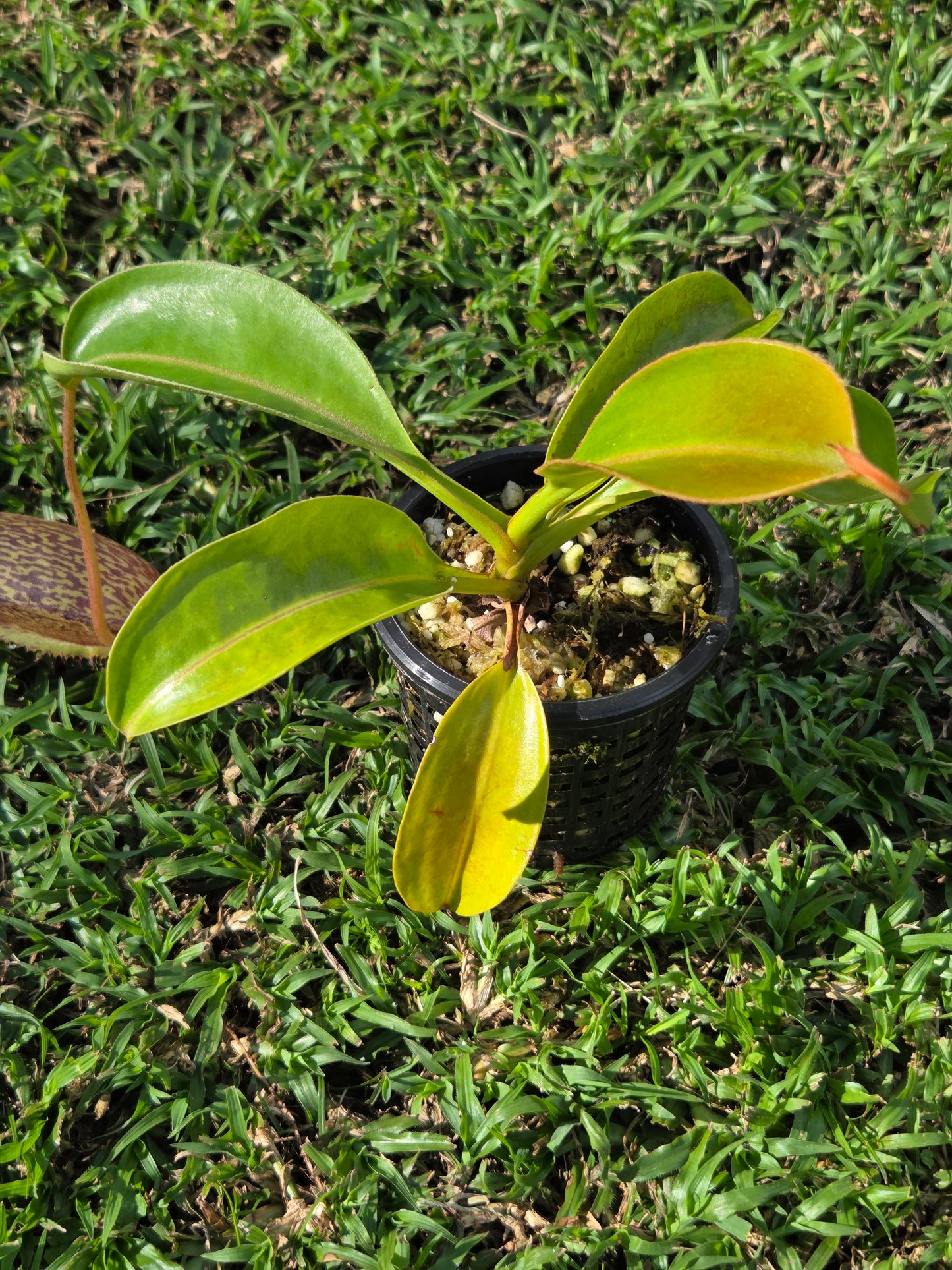 Nepenthes (boschiana x zakriana) x (maxima 'dark' x talangensis)