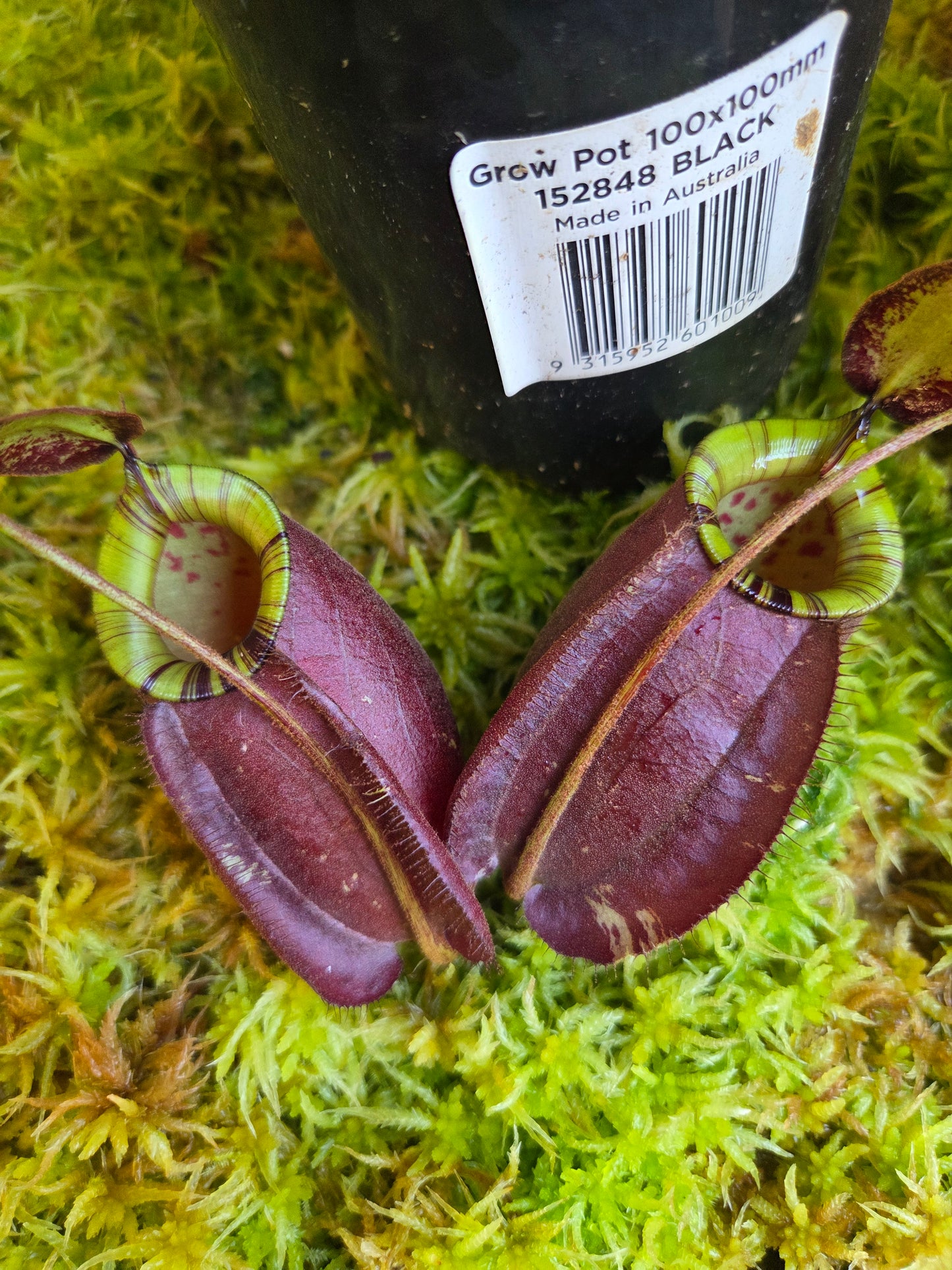 Nepenthes (viking x rafflesiana) x ampullaria (Large)