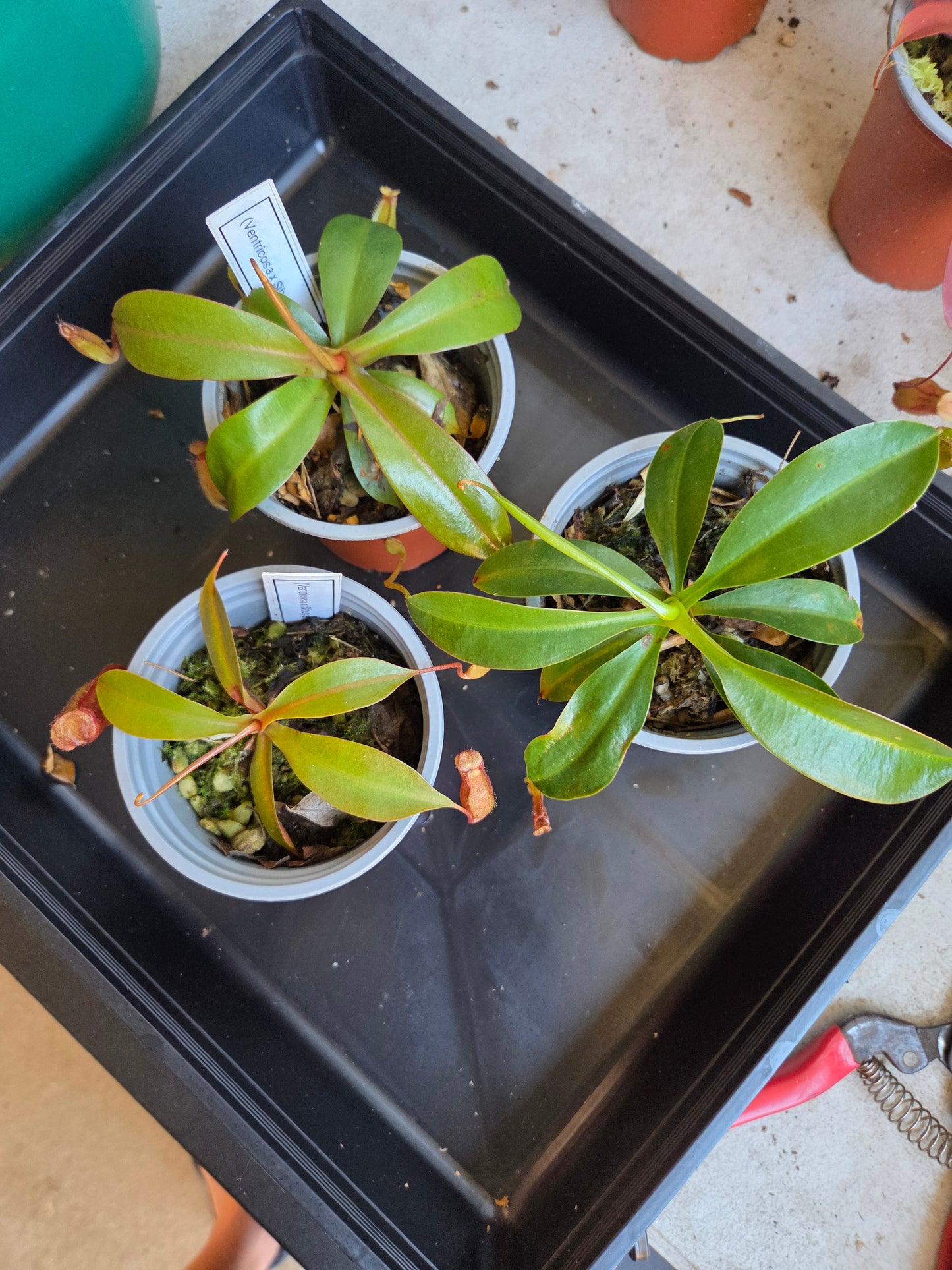 Nepenthes (ventricosa x sibuyanensis) x Rokko 'Exotica'