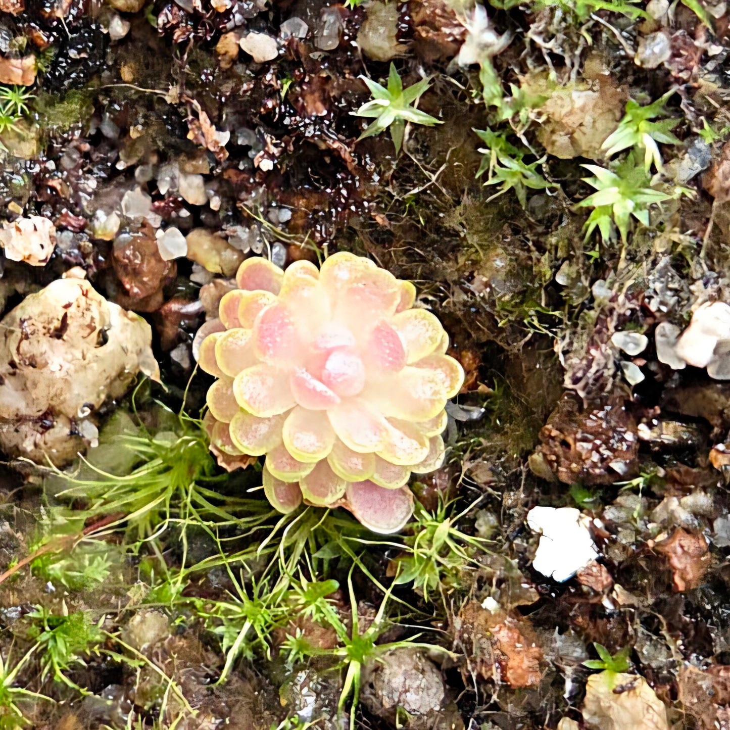 Pinguicula 'Florian'