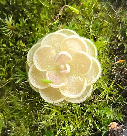 Pinguicula esseriana