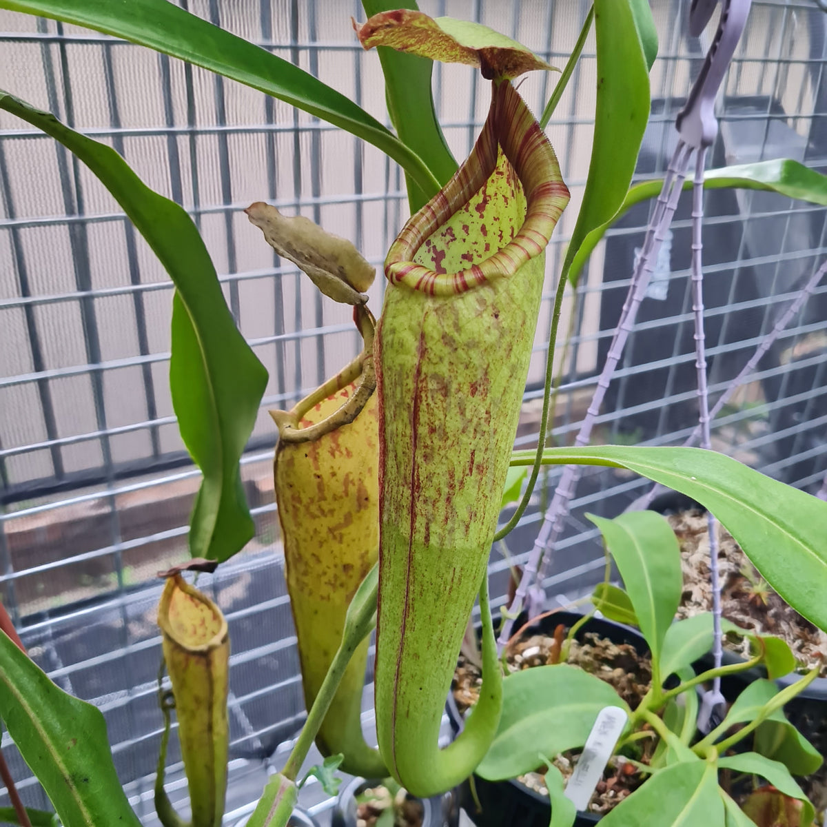 Nepenthes mixta x maxima