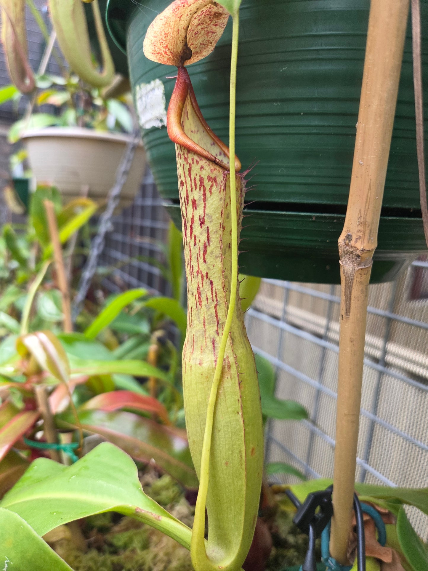 Nepenthes maxima x alata