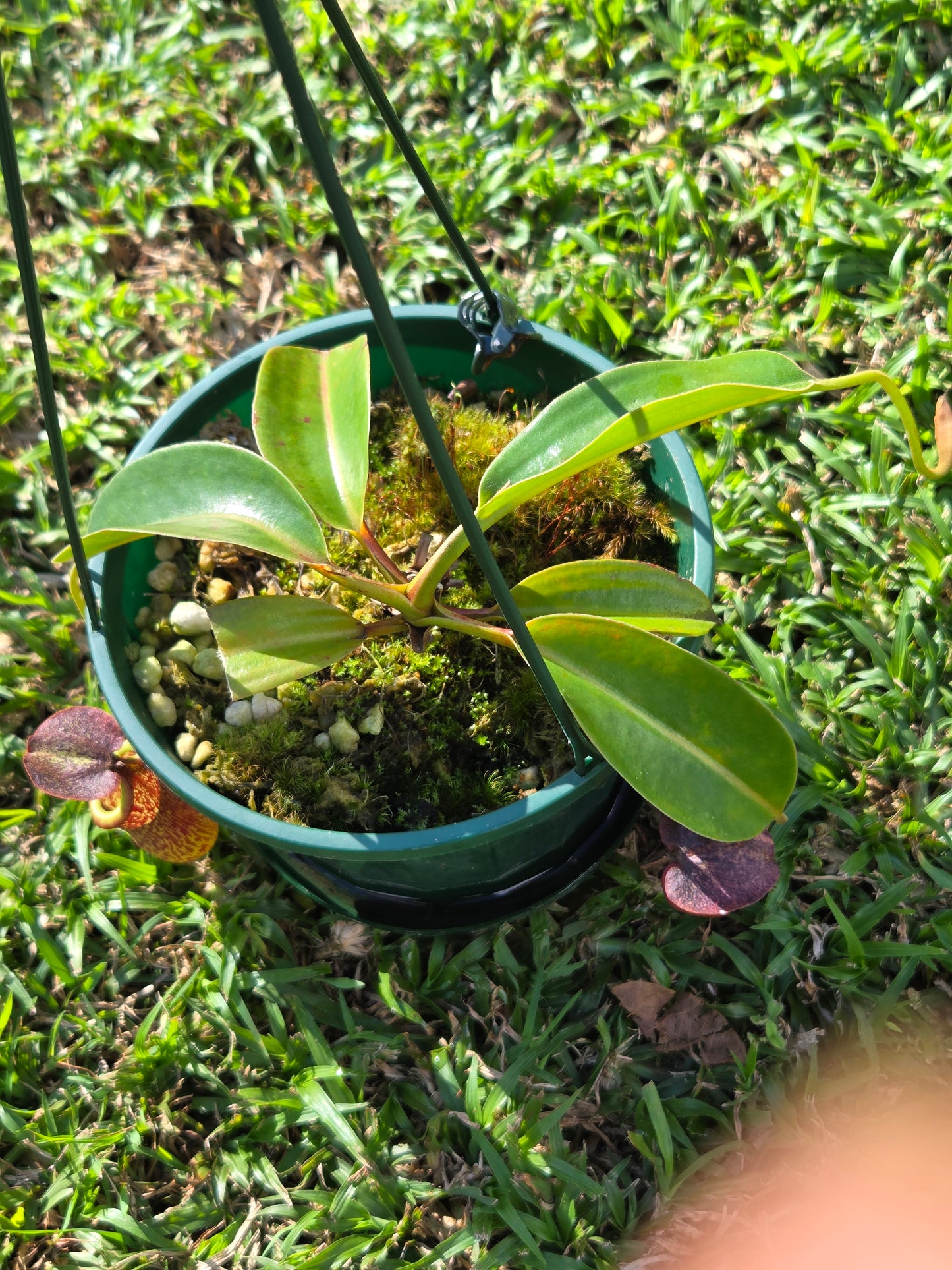 Nepenthes (glandulifera x boschiana) x LVB