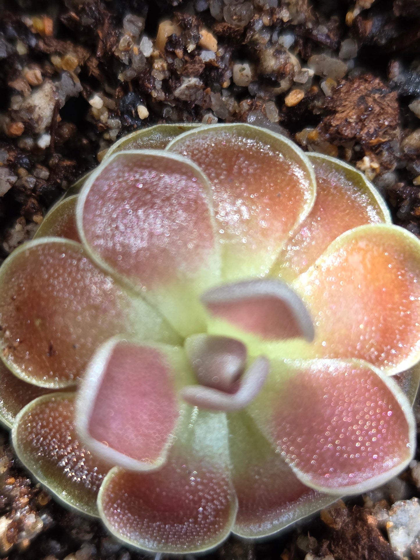 Pinguicula 'Florian' (Medium)