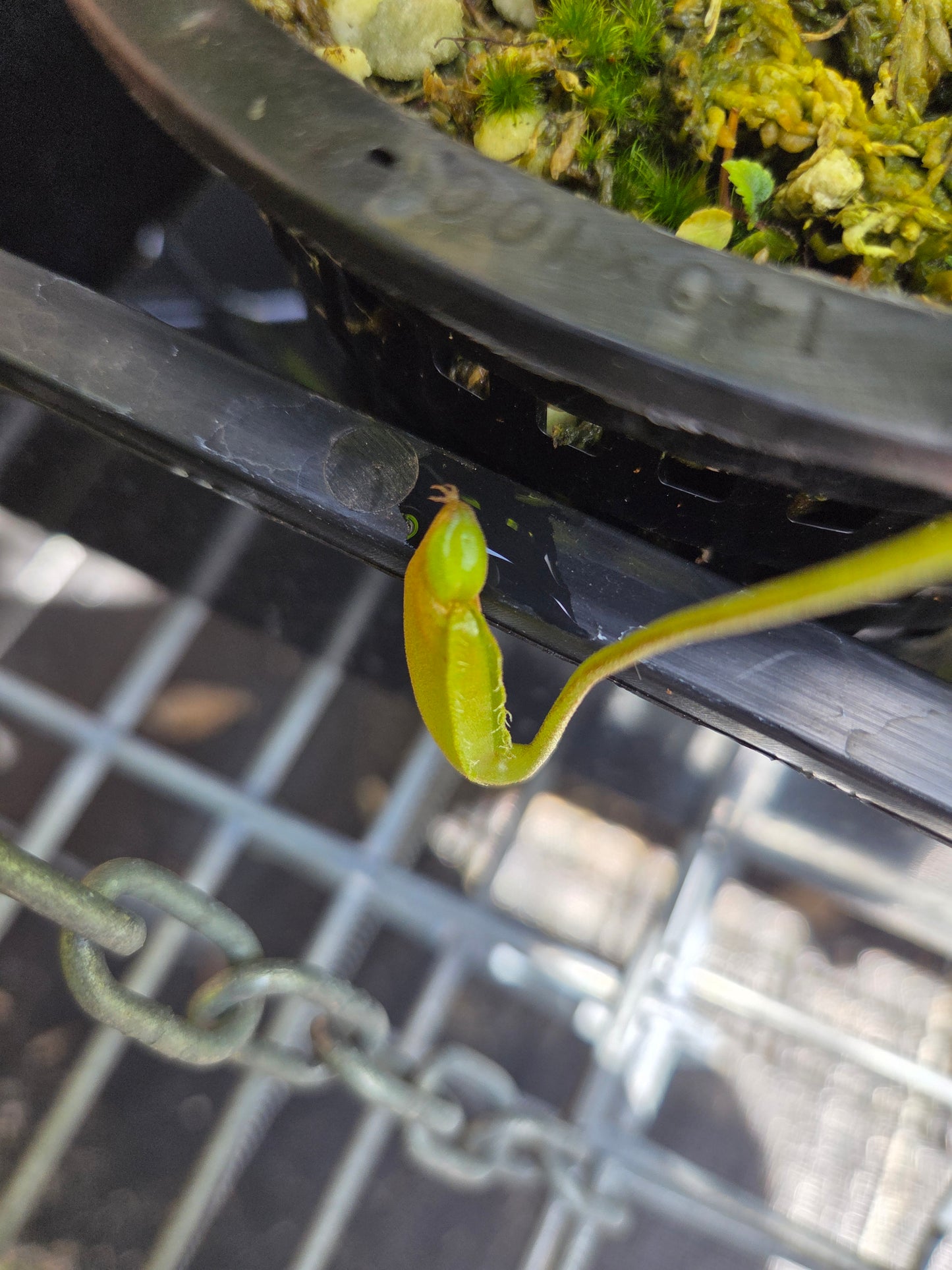 Nepenthes 'Lady Pauline'