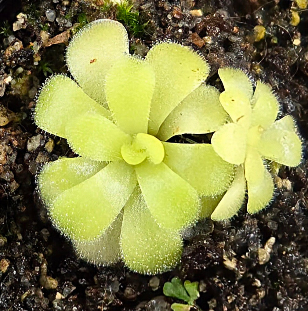 Pinguicula 'Gina'