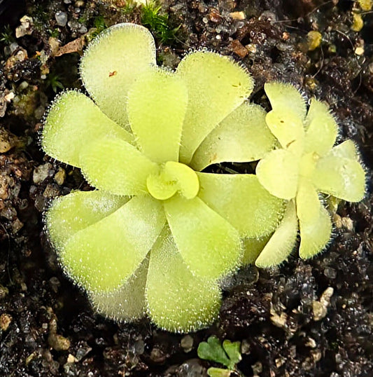 Pinguicula 'Gina'