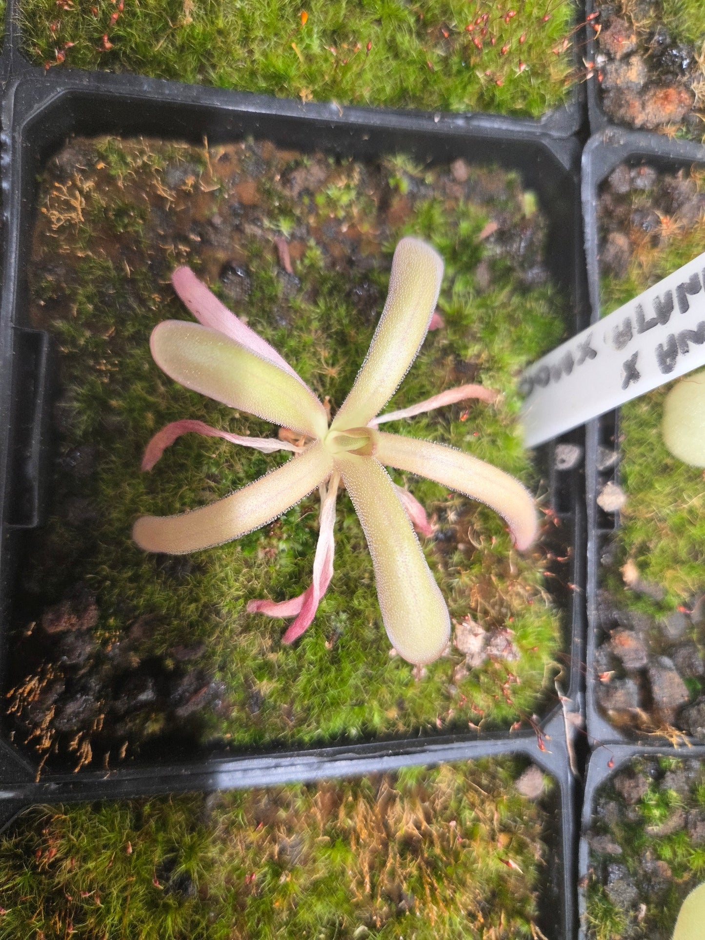 Pinguicula (laueana x emarginata) x moctezumae