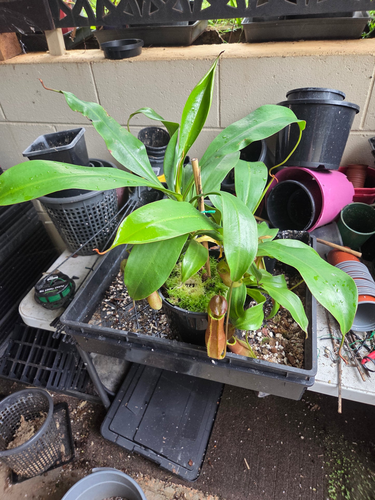 Nepenthes adrianii x sumatrana