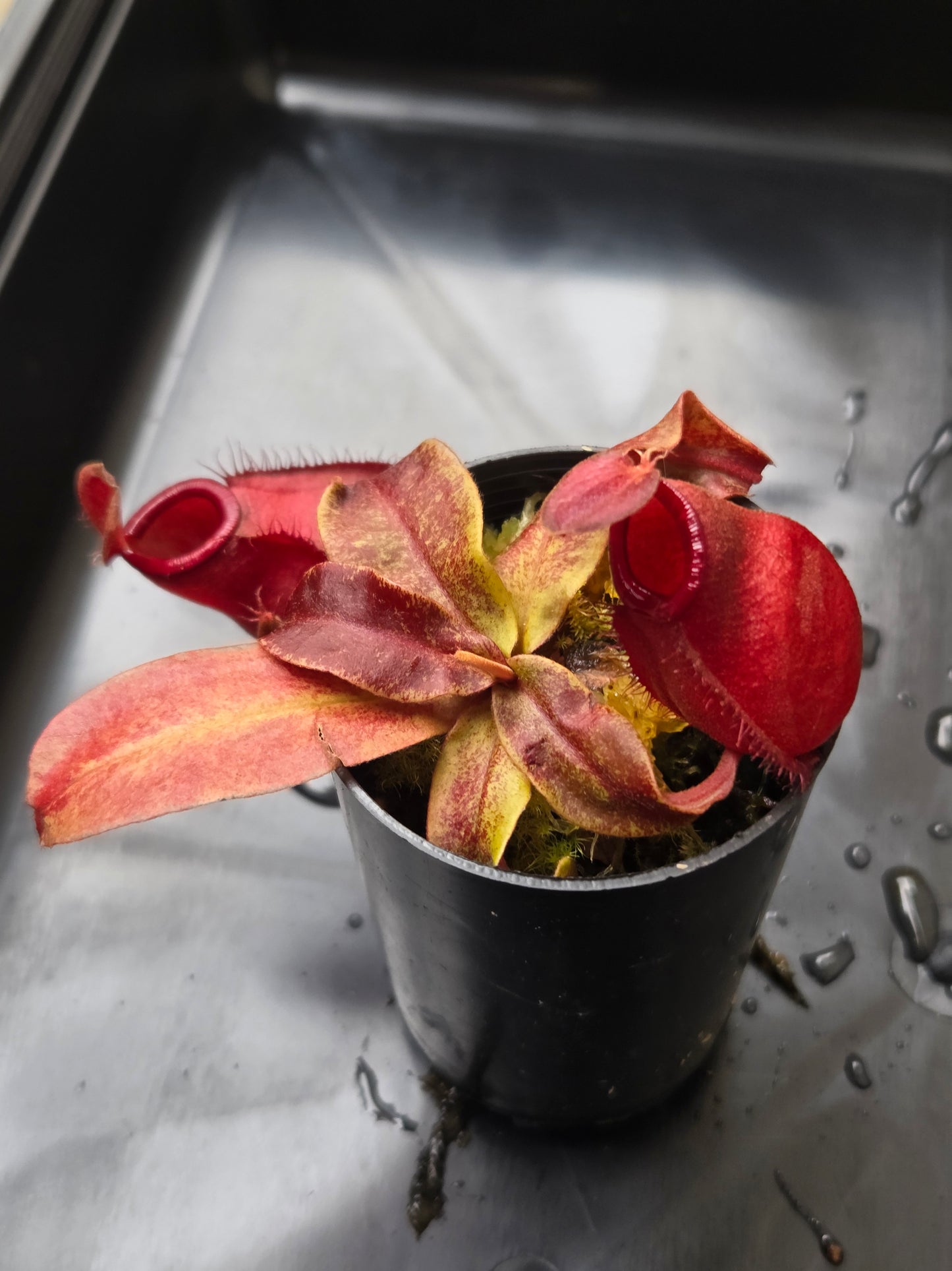 Nepenthes viking x ampullaria 'Black Miracle' - Extra Small