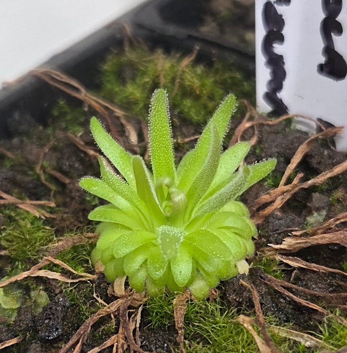 Pinguicula gypsicola x moctezumae