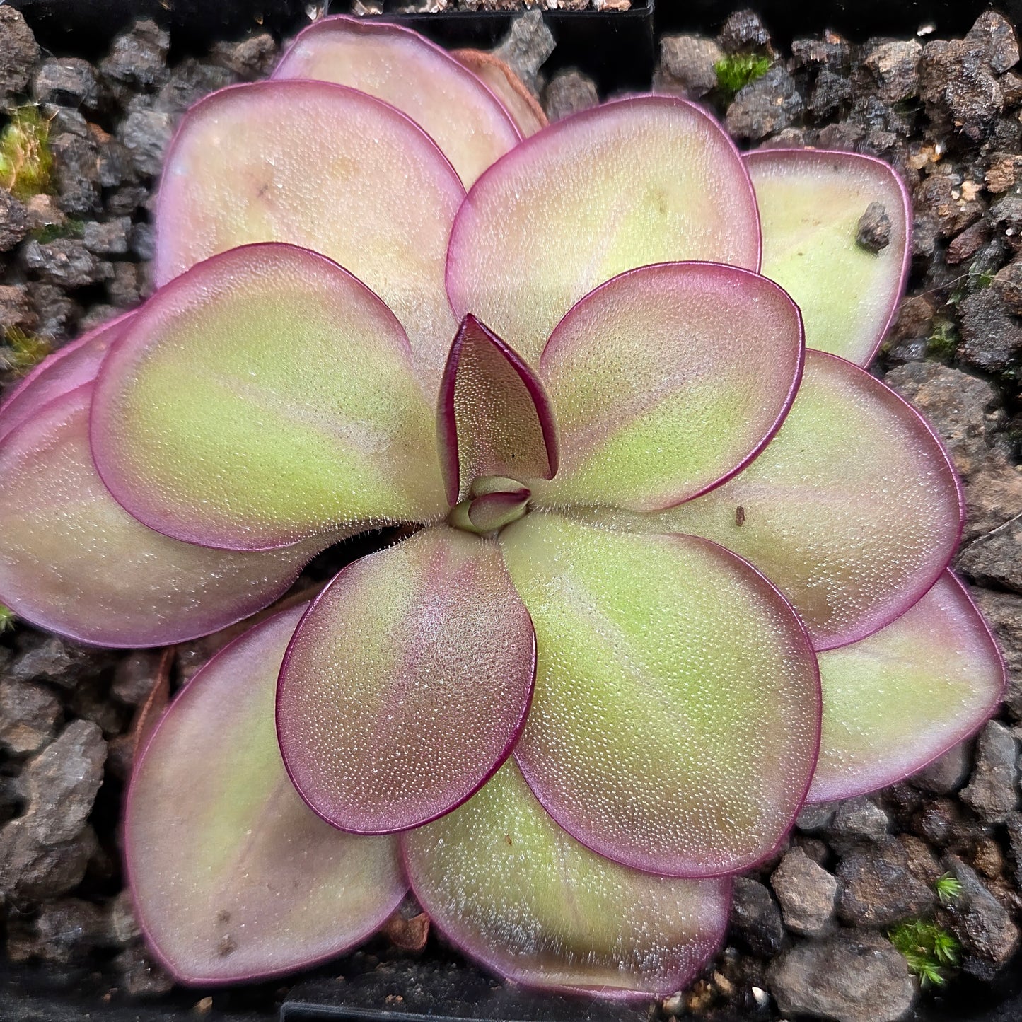 Pinguicula laueana