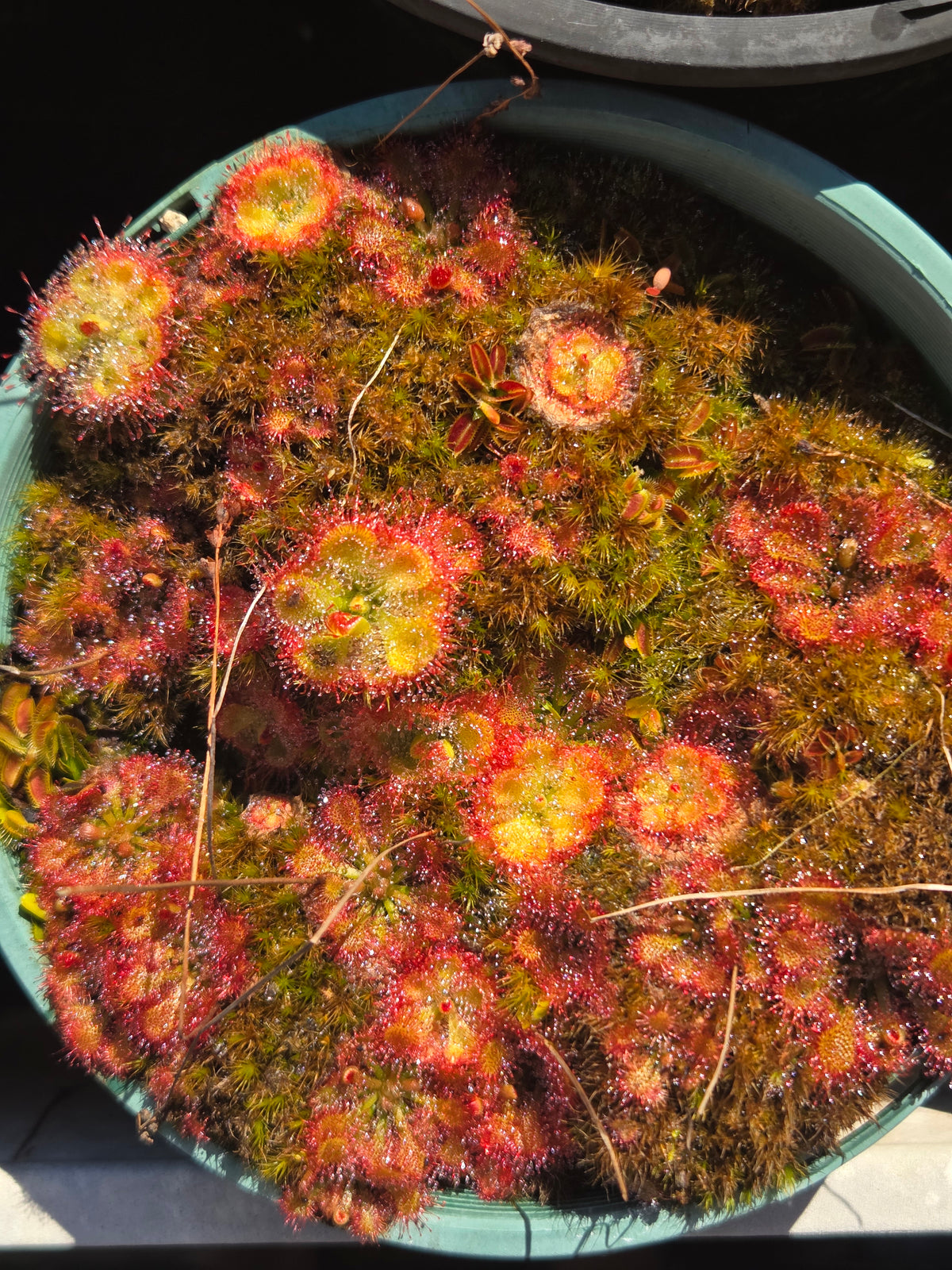 Drosera burmanni
