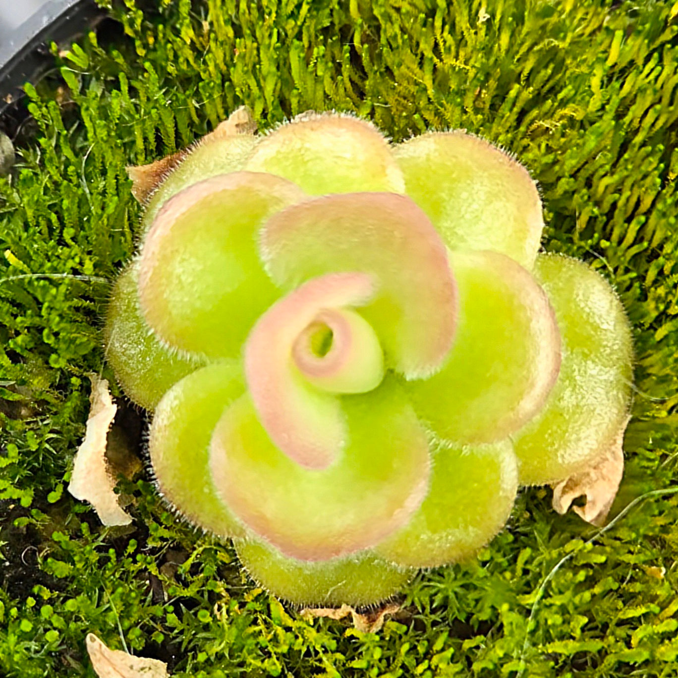 Pinguicula emarginata x gypsicola