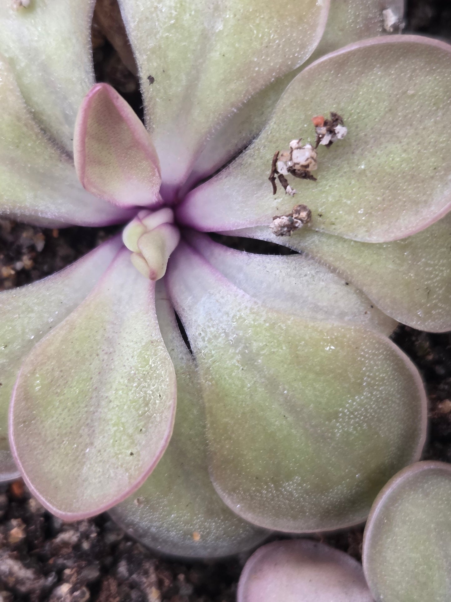 Pinguicula rectifolia (Medium)