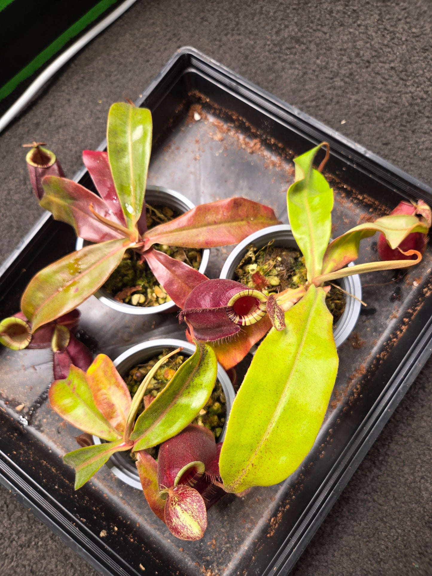 Nepenthes (viking x rafflesiana) x ampullaria