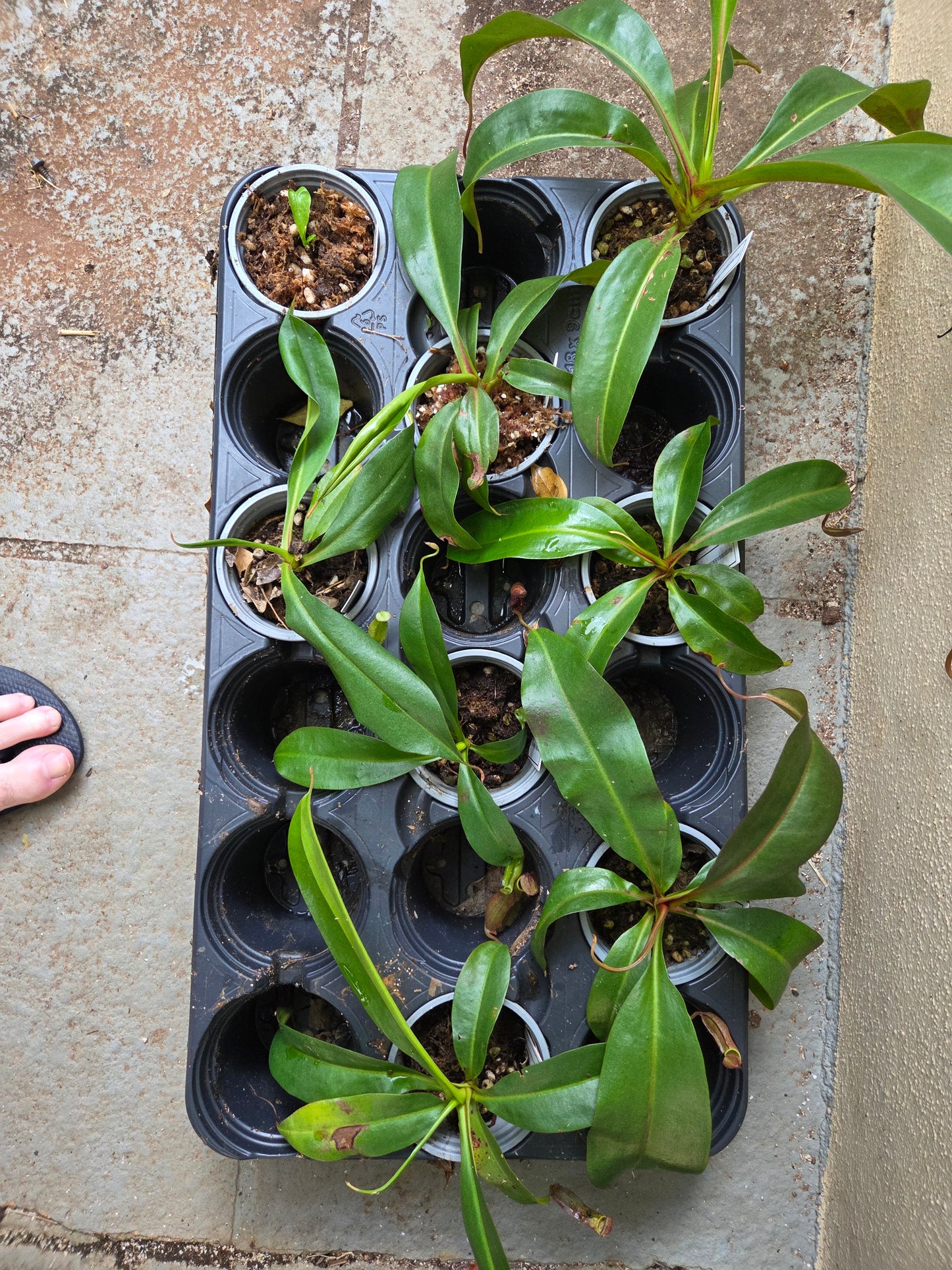 Nepenthes (kampotiana x bokorensis) x boschiana