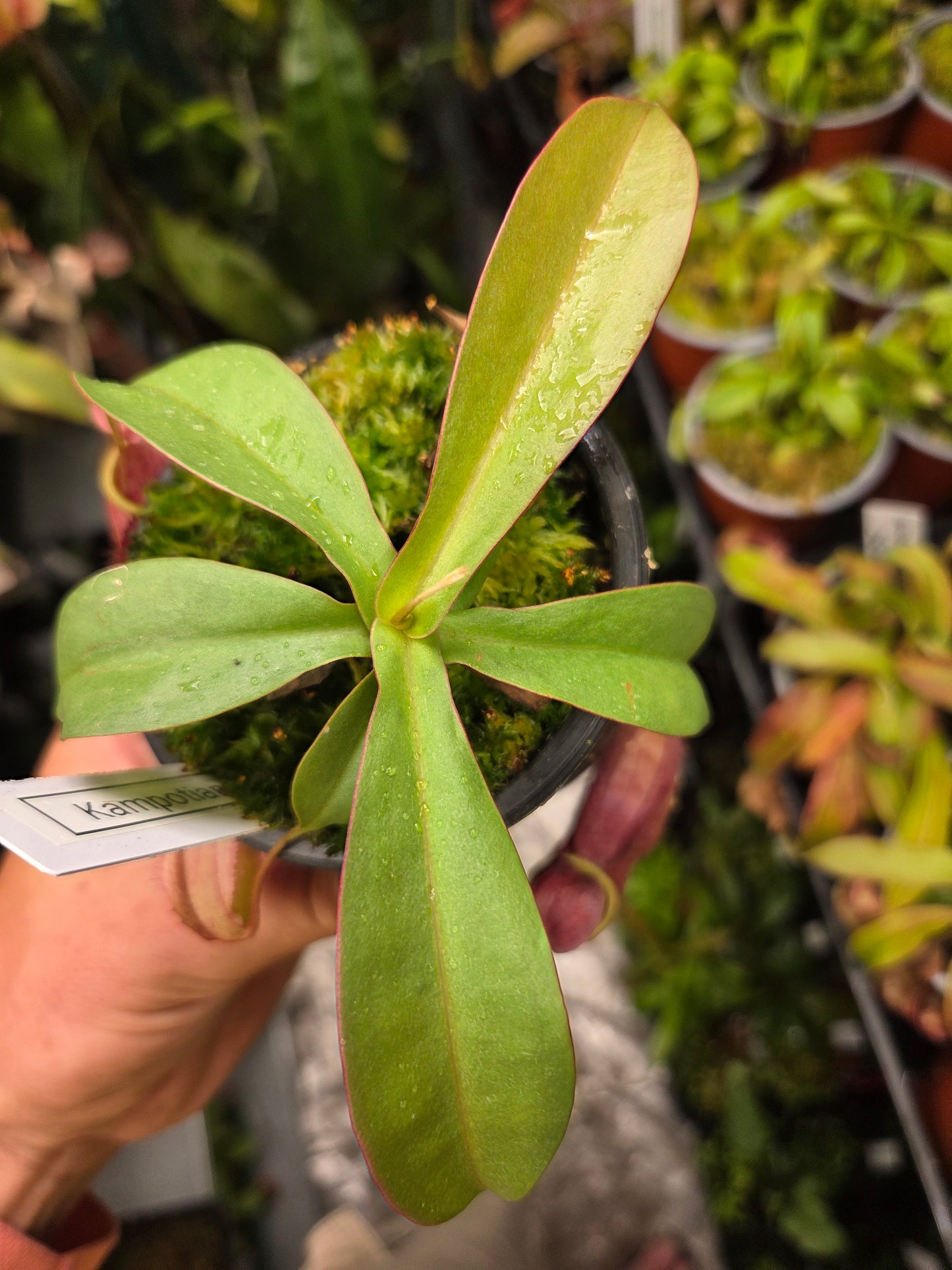 Nepenthes kampotiana