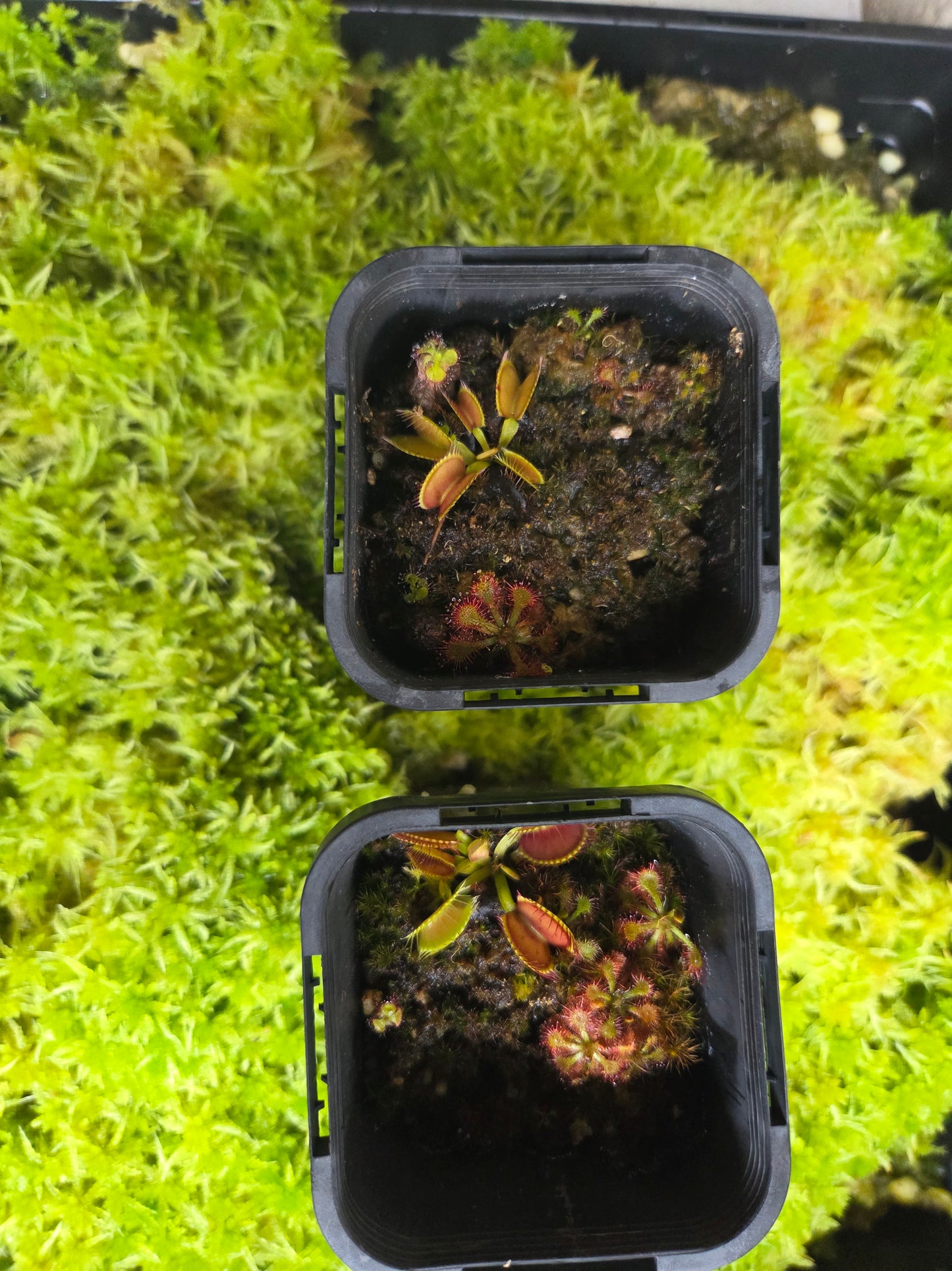 Dionaea muscipula NOID
