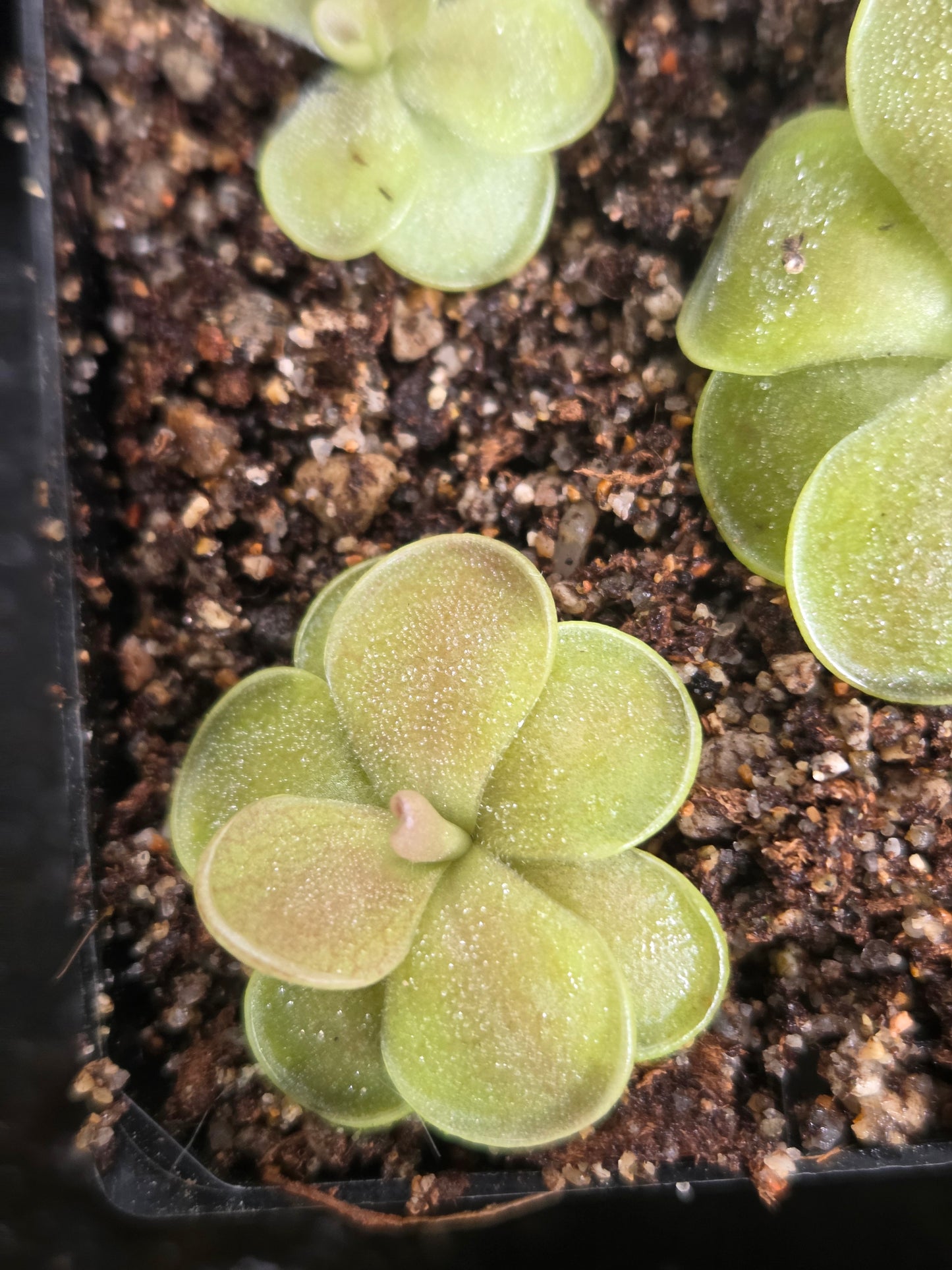 Pinguicula agnata 'Ekuma' (Small)