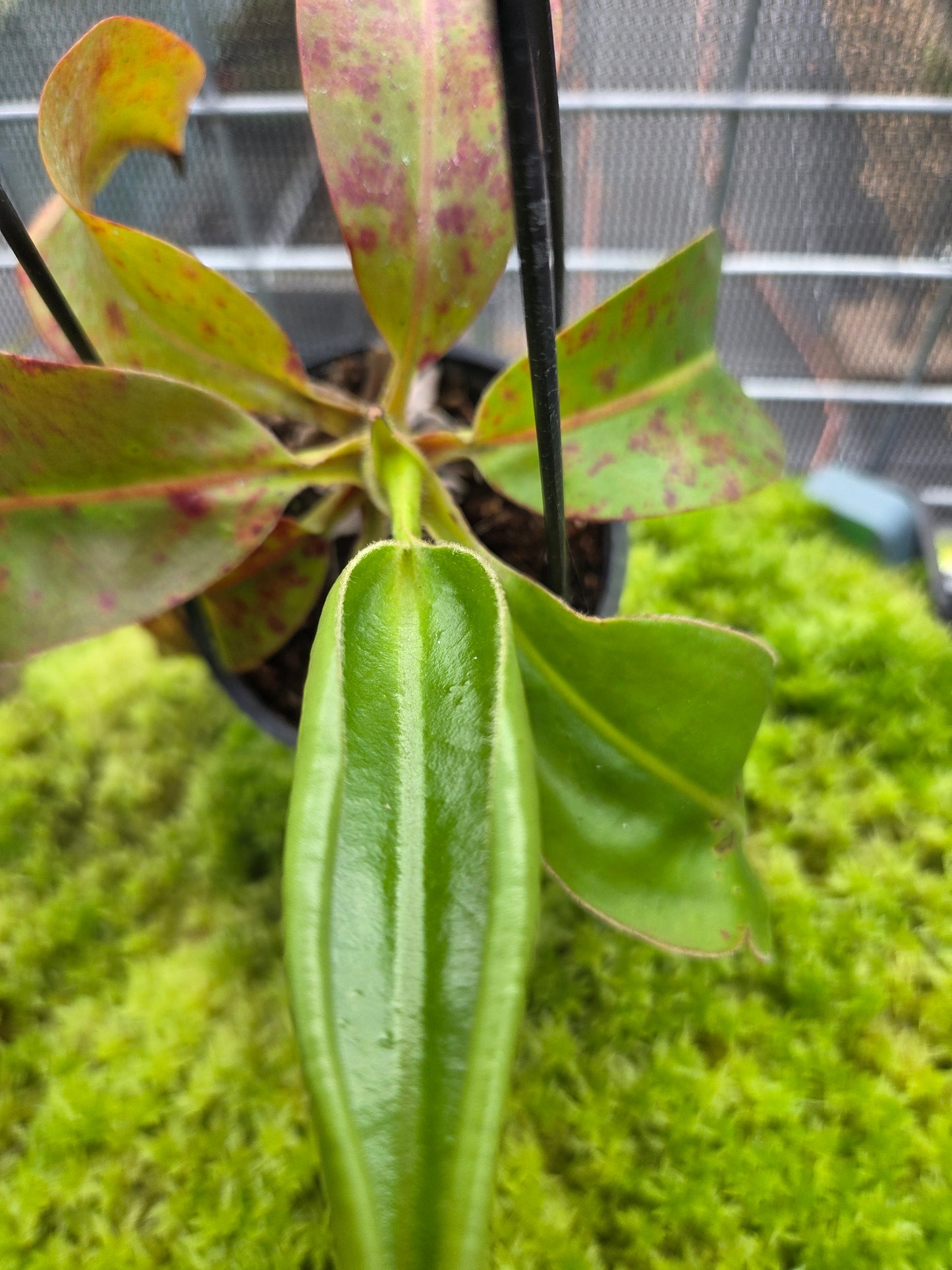Nepenthes (maxima x glandulifera) x glandulifera