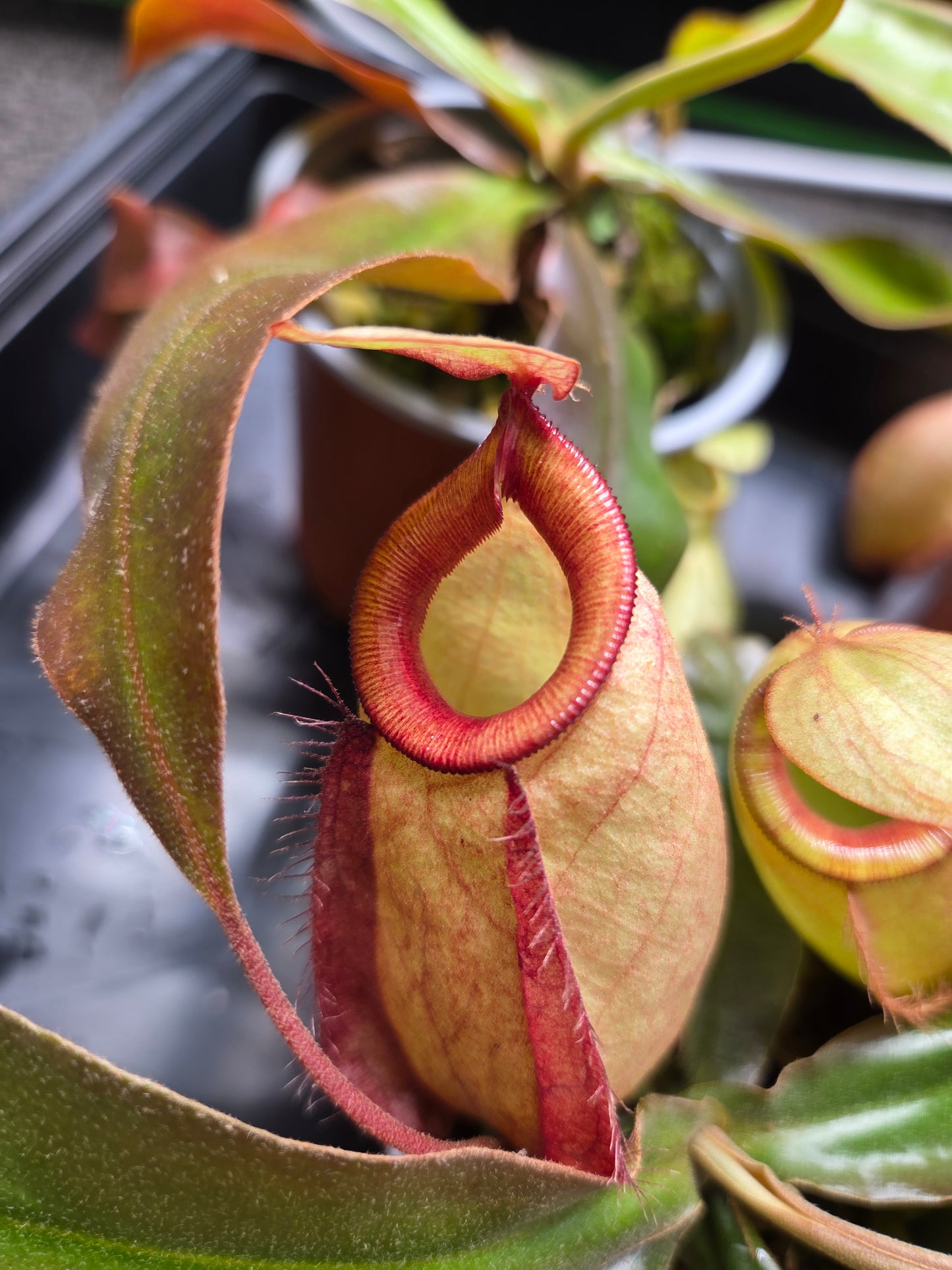 Nepenthes (viking x rafflesiana) x ampullaria