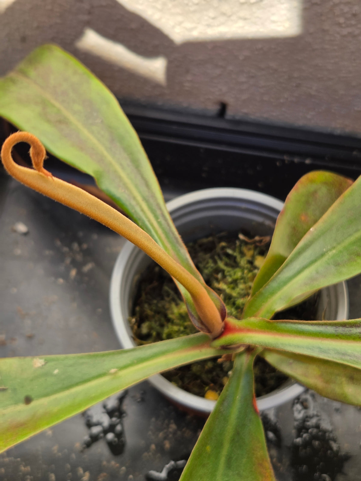 Nepenthes (viking x rafflesiana) x ampullaria (Large)