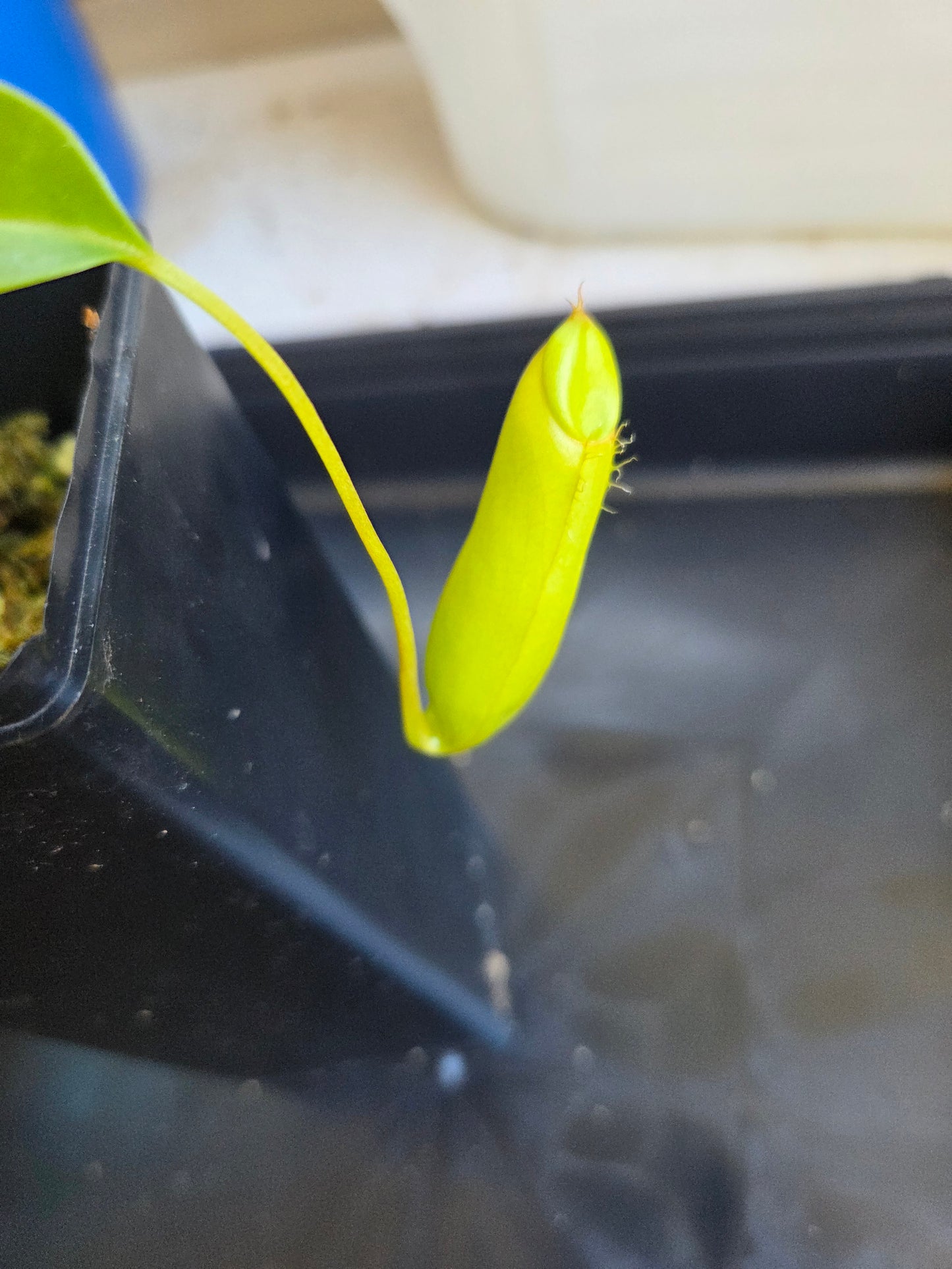 Nepenthes 'Ventrata'