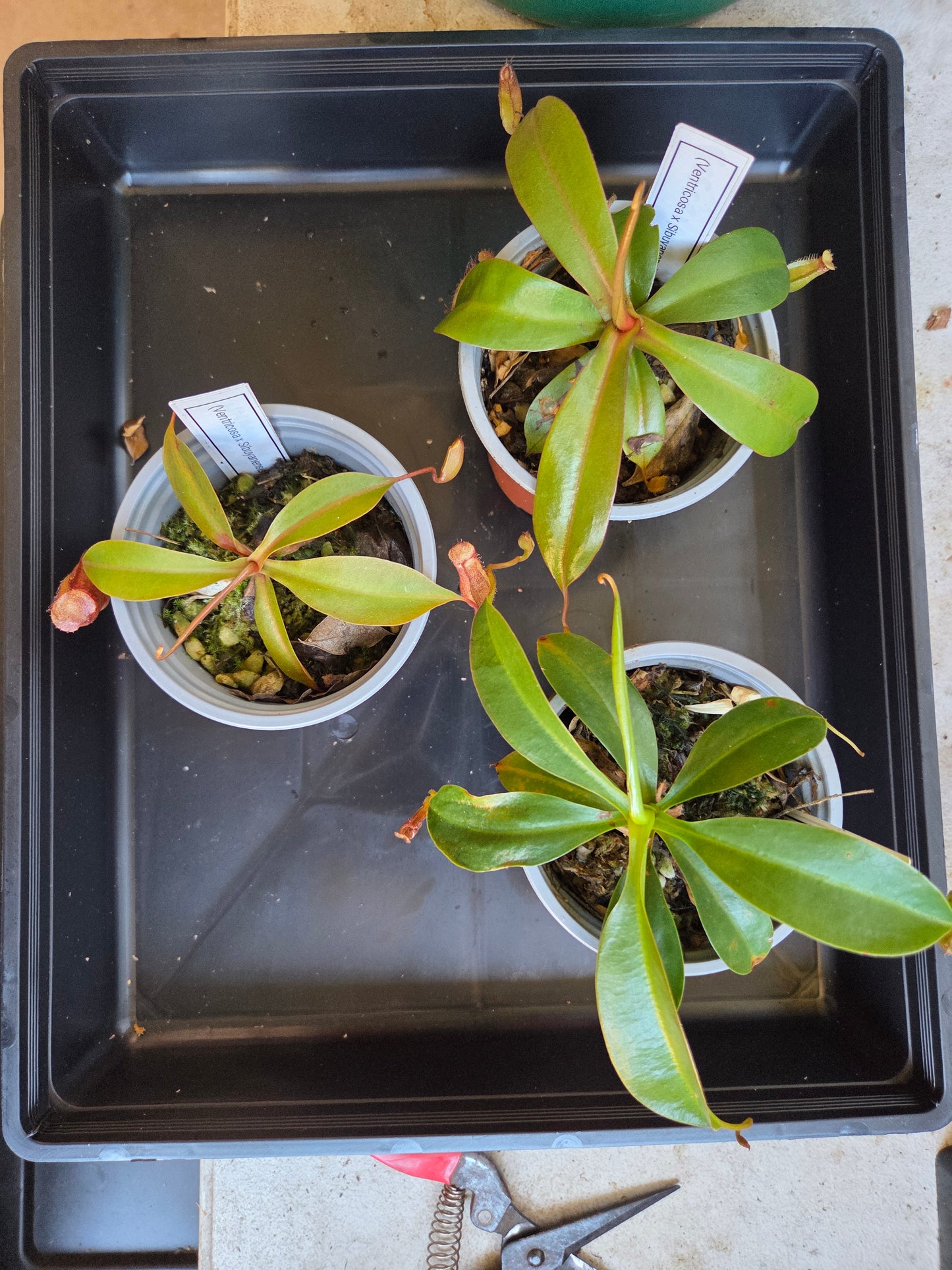 Nepenthes (ventricosa x sibuyanensis) x Rokko 'Exotica'