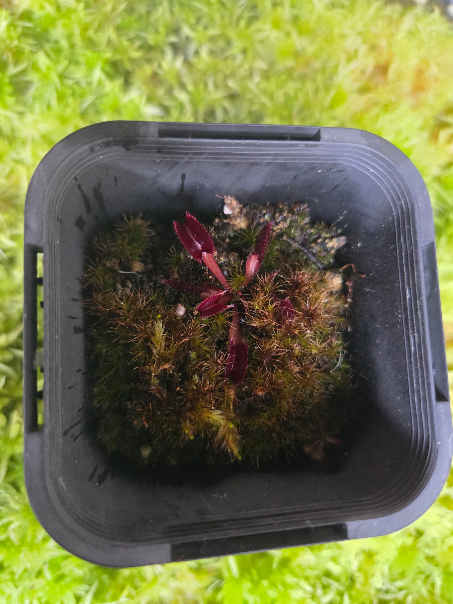 Dionaea muscipula 'Red Dragon'
