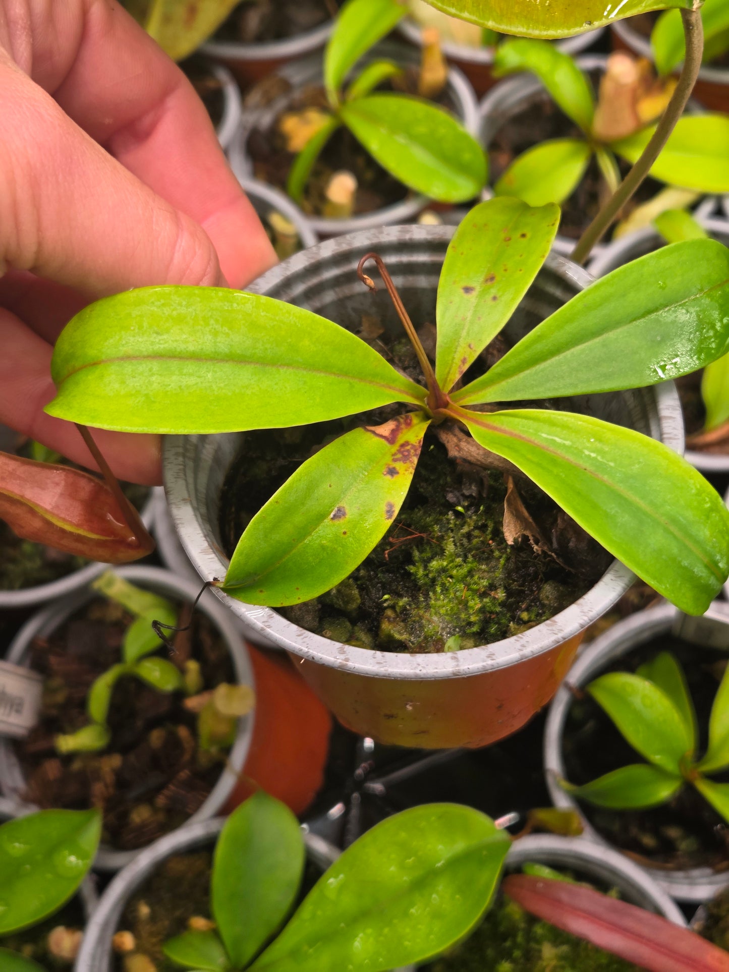 Nepenthes eustachya