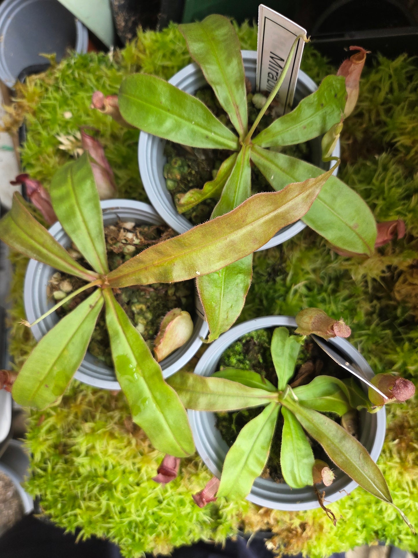 Nepenthes mirabilis