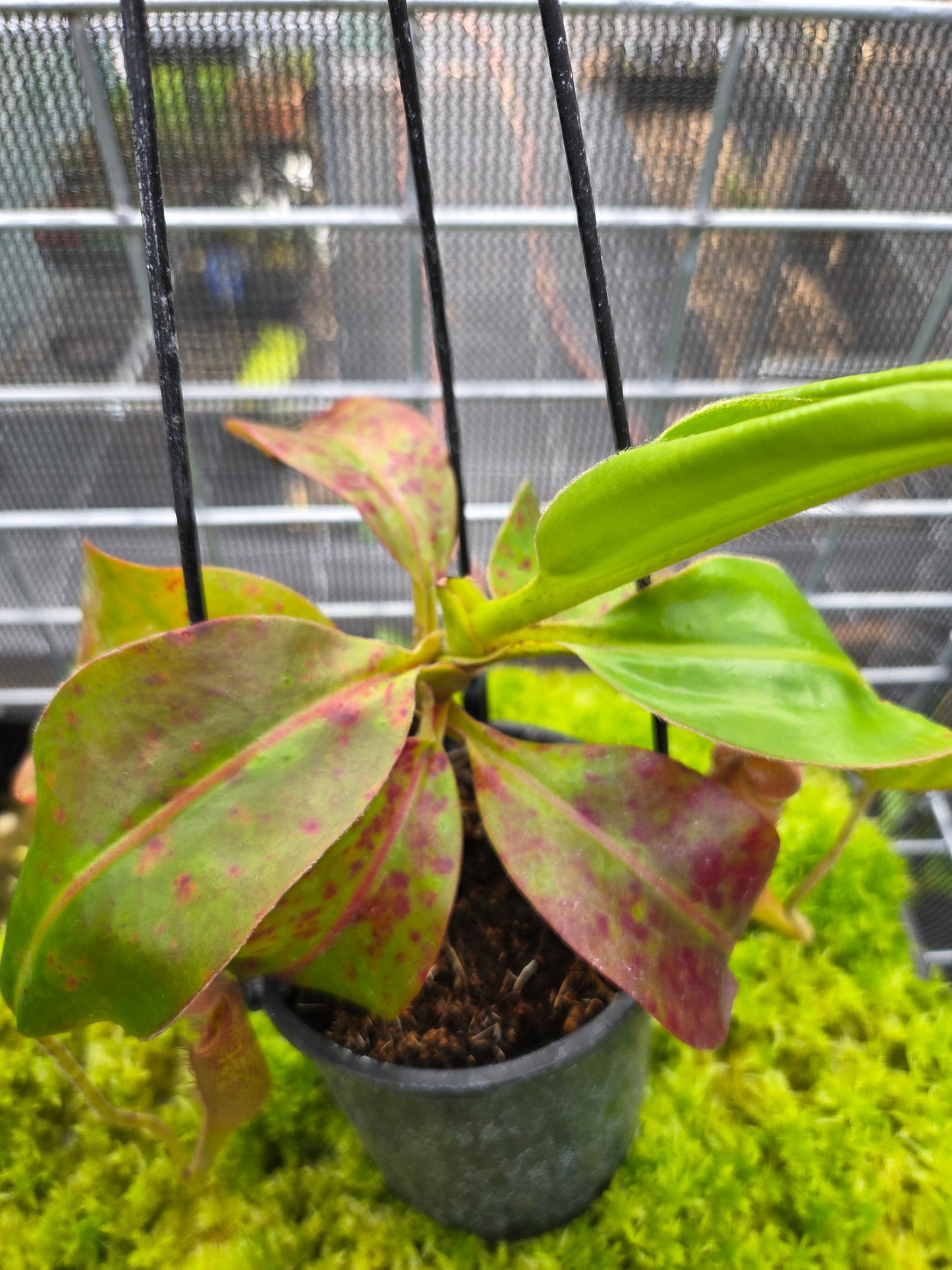 Nepenthes (maxima x glandulifera) x glandulifera